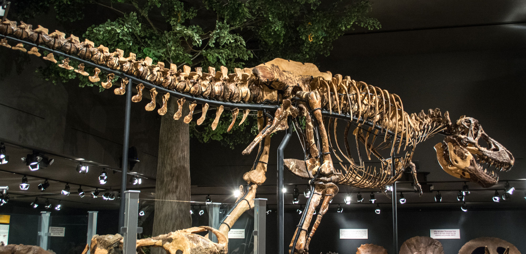 Photograph of a mounted Tyrannosaurus rex specimen called "Montana's T. rex" on display at the Museum of the Rockies in Bozeman, Montana. Tyrannosaurus is a carnivorous dinosaur with a large skull and large, slightly curved, pointed teeth; it is bipedal, with powerful hind legs and relatively puny arms. The tail is long and held up off the ground. The photo is taken from the rear-side of the skeleton, showing much of its length, with the tail especially prominent. The end of the tail and the feet are cropped out of the image. The skeleton is mounted in a striding position.