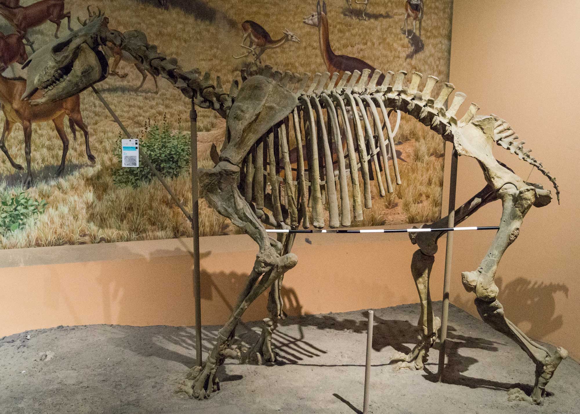 Photograph of a Moropus elatus skeleton from the Miocene Harrison Formation of Nebraska on display in a museum. The photo shows a large mammal skeleton. The animal stands on four relatively long legs. The tail is short, the neck elongated. The head is robust. This animal was an odd-toed ungulate and a herbivore.