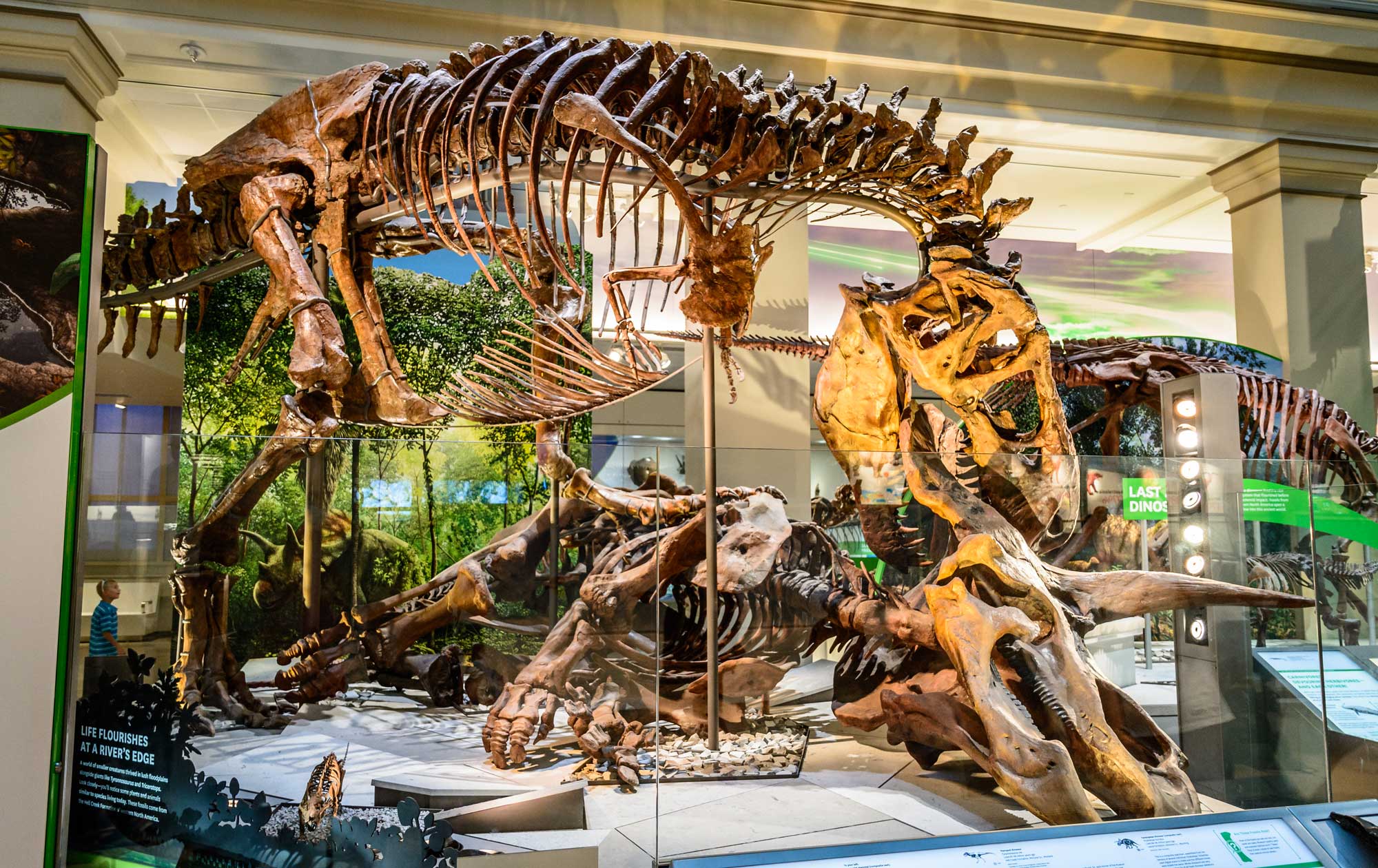 Photograph of a mounted Tyrannosaurus rex specimen called "The Nation's T. rex" on display at the Smithsonian in Washington, D.C. Tyrannosaurus is a carnivorous dinosaur with a large skull and large, slightly curved, pointed teeth; it is bipedal, with powerful hind legs and relatively puny arms. The tail is long and held up off the ground. The photo is taken from the side, showing such of the skeleton, although most of the tail is not visible. The skeleton is mounted with its head bent over a prone Triceratops skeleton, apparently feeding on its carcass.