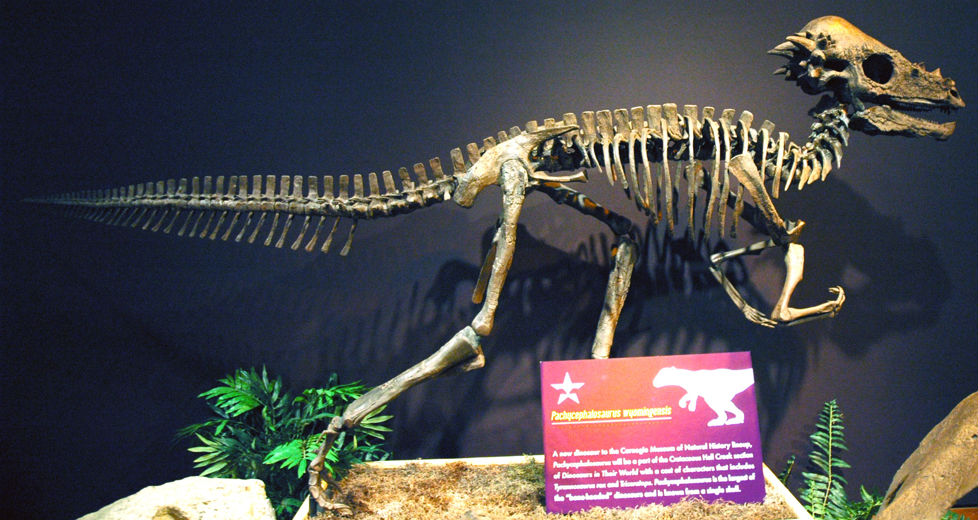 Photograph of a Pachycephalosaurus skeleton from the Cretaceous of Montana on display in a museum. The skeleton is mounted so that the animal is walking on two long hind legs, with the shorter forelegs held off the ground. The spine is nearly horizontal to the ground with the long tail extended and not touching the ground. The head is held up. The skull is thick with large spikes at the back, extending to a narrow point in the front. The eye socket is large.