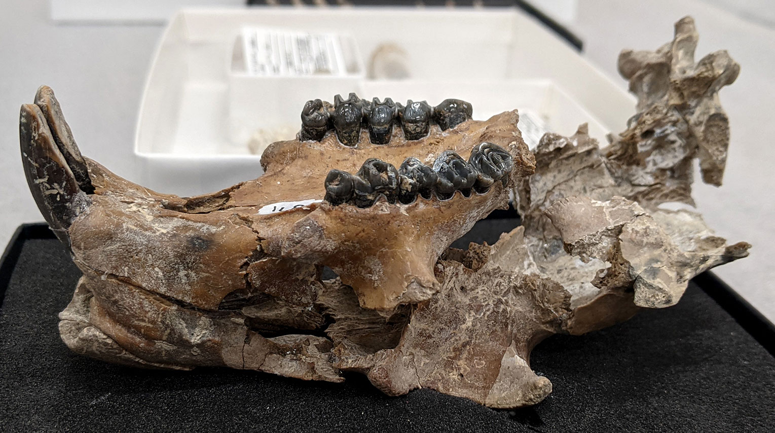 Photograph of the lower jaw of a giant marmot from the Pliocene Hagerman Fossil Beds of Idaho. The photos shows a partially preserved lower jaw with two chisel-like front teeth and a series of molars on each side. The bone is medium brown in color, the teeth dark brown to black. A white specimen box can be seen in the background.