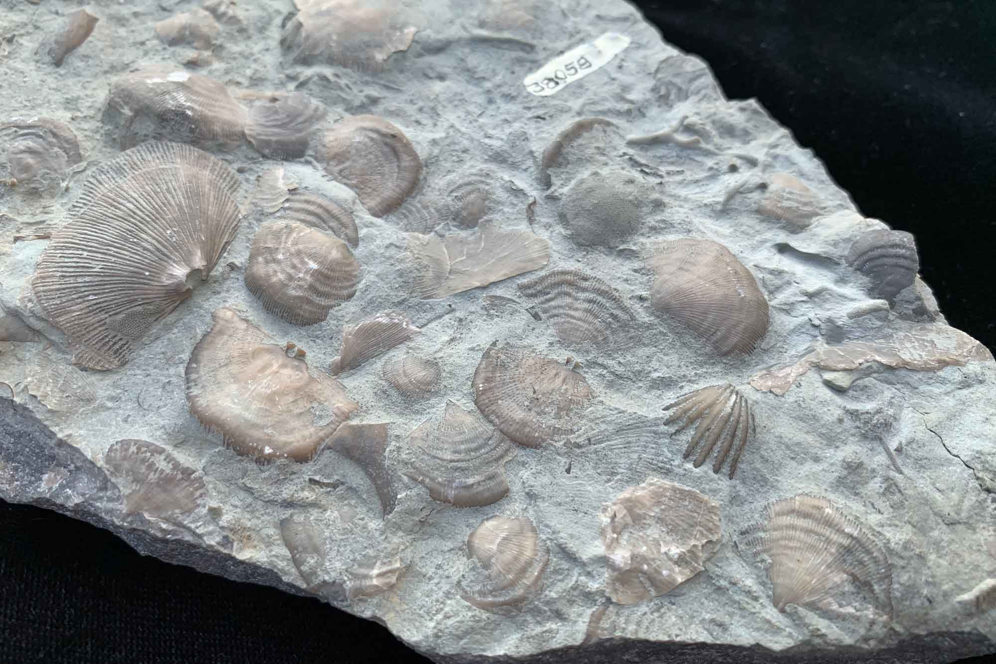 Photograph of a sample of Ordovician-aged limestone that is covered with brachiopod fossils.