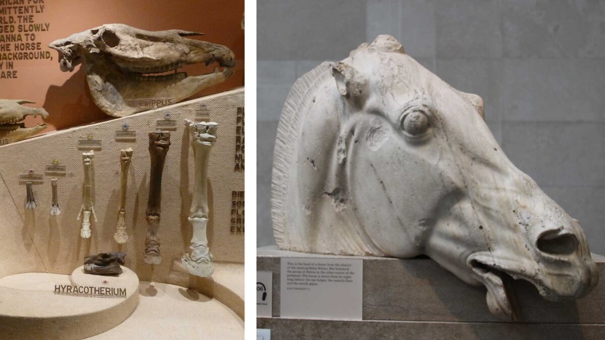 Image showing photographs of fossil horse skulls and bones and a carved horse head that is one of the Elgin Marbles.