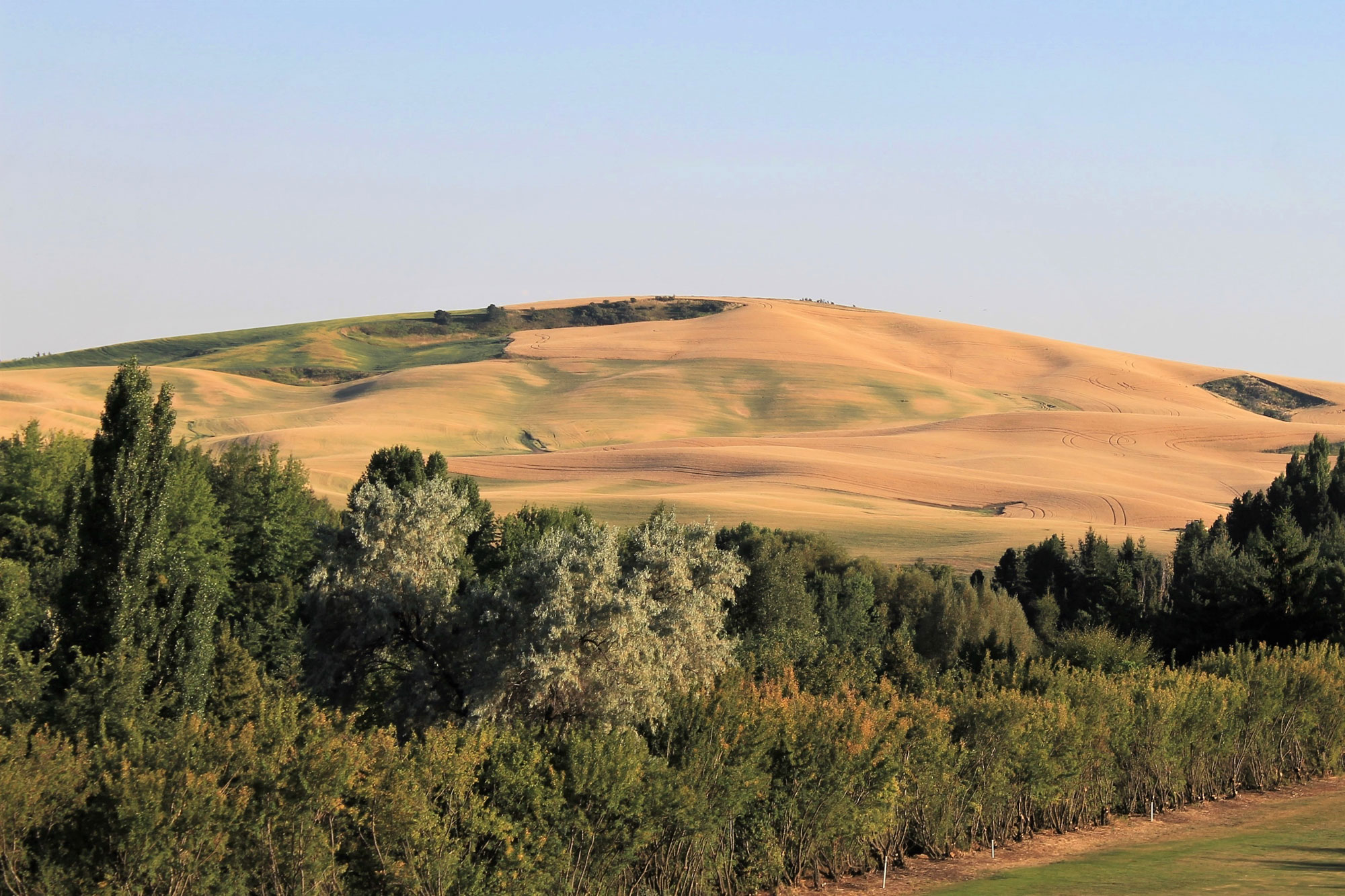 Photograph of the Palouse near Moscow, Idaho. The Palouse is a landscape of rolling hills formed by loess deposits. The photo shows a single gently-sloped hill covered with a mix of yellow and green grass; trees occur at the base of the hill. The surface of the hill is hummocky.