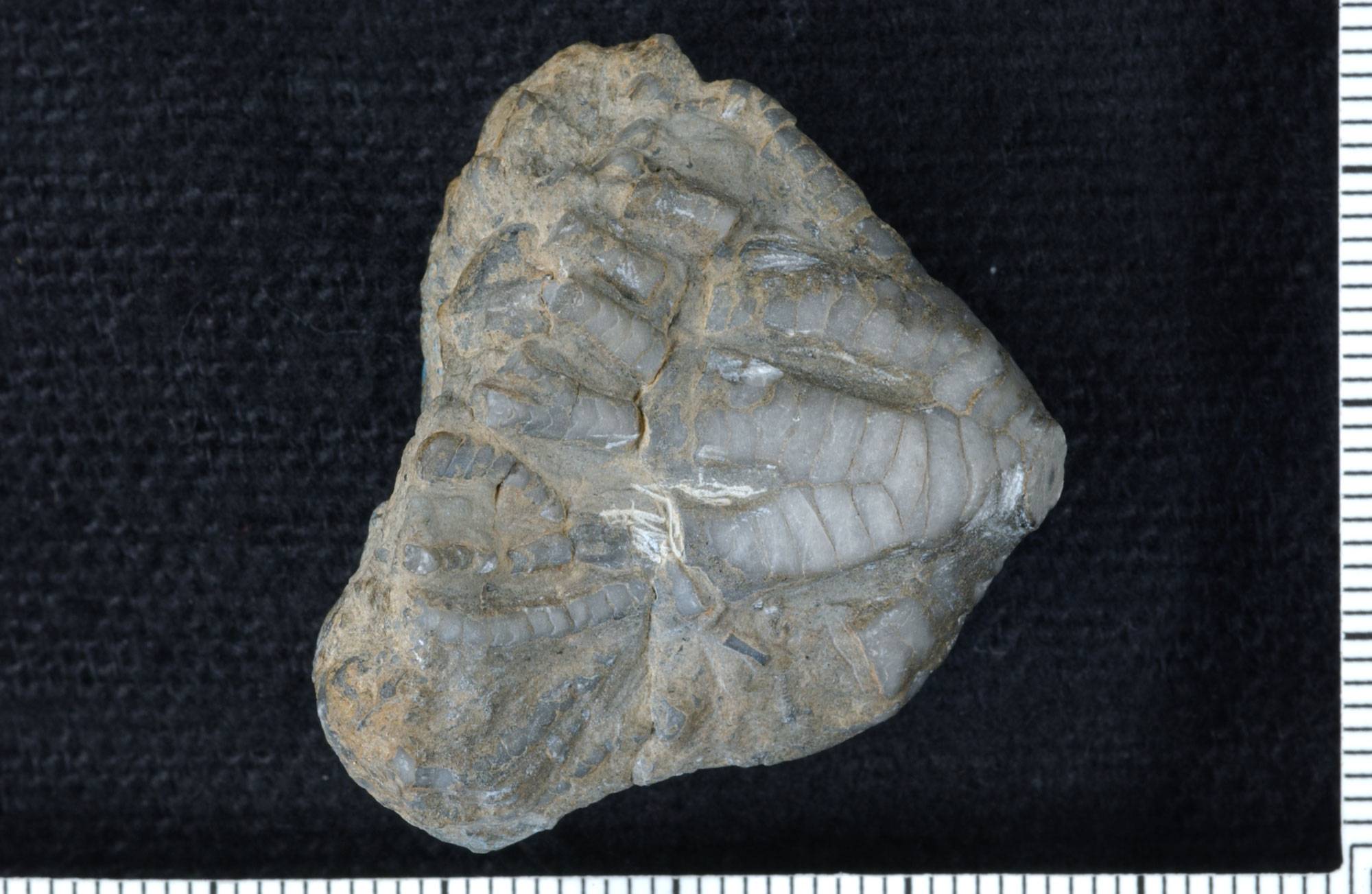Photograph of a crinoid from the Devonian Three Forks Formation of Idaho. The photo shows the arms of a crinoid. The crinoid arms are made up of stacked segments, are whitish-gray in color, and bifurcating. The ends of the arms do not appear to be preserved. The length of the specimen is about 3 centimeters.