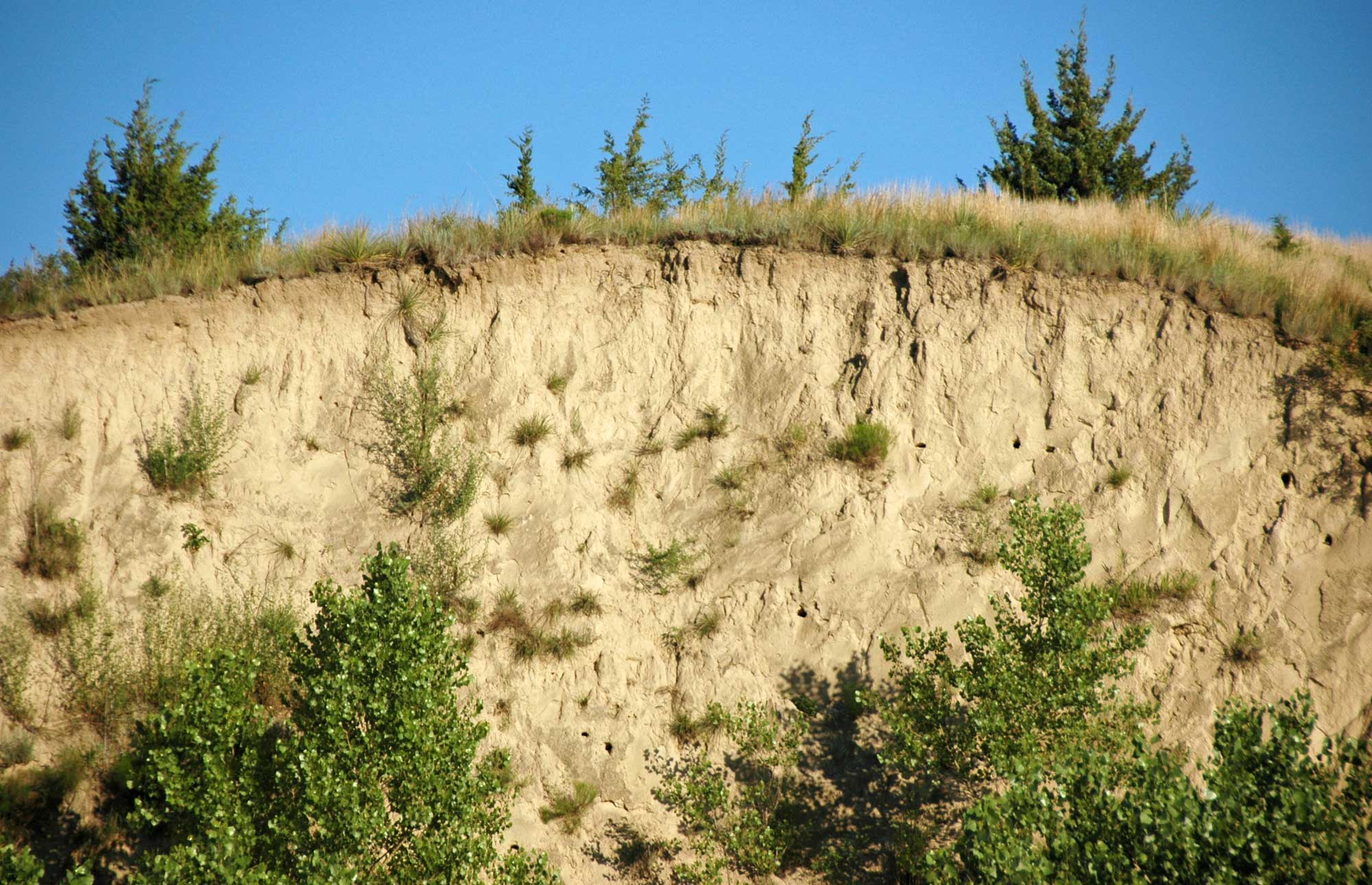 Photograph of an exposure of Peoria Loess in Nebraska. The photo shows a bank made up of beige, fine-grained sediment that has been cut, perhaps by a road, canal, or river. The top part of the bank is covered in grass with some trees. The tops of trees, maybe cottonwoods, can also be seen at the base of the bank.