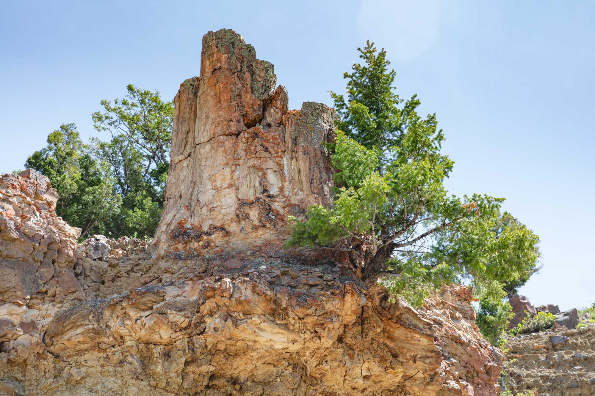 Photograph of a petrified tree stump on a ledge at Yellowstone National Park. The photo shows a petrified stump next to a short living conifer at the edge fo a ledge.