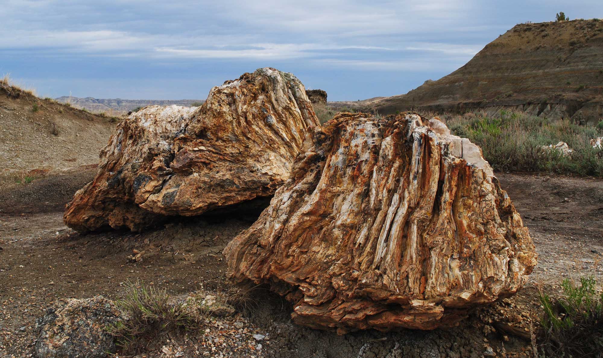 Photograph of two petrified wood stumps sitting on a flat area with sparse vegetation in Theodore Roosevelt National Park, North Dakota. A butte rises in to the back right, and the sky is overcast.