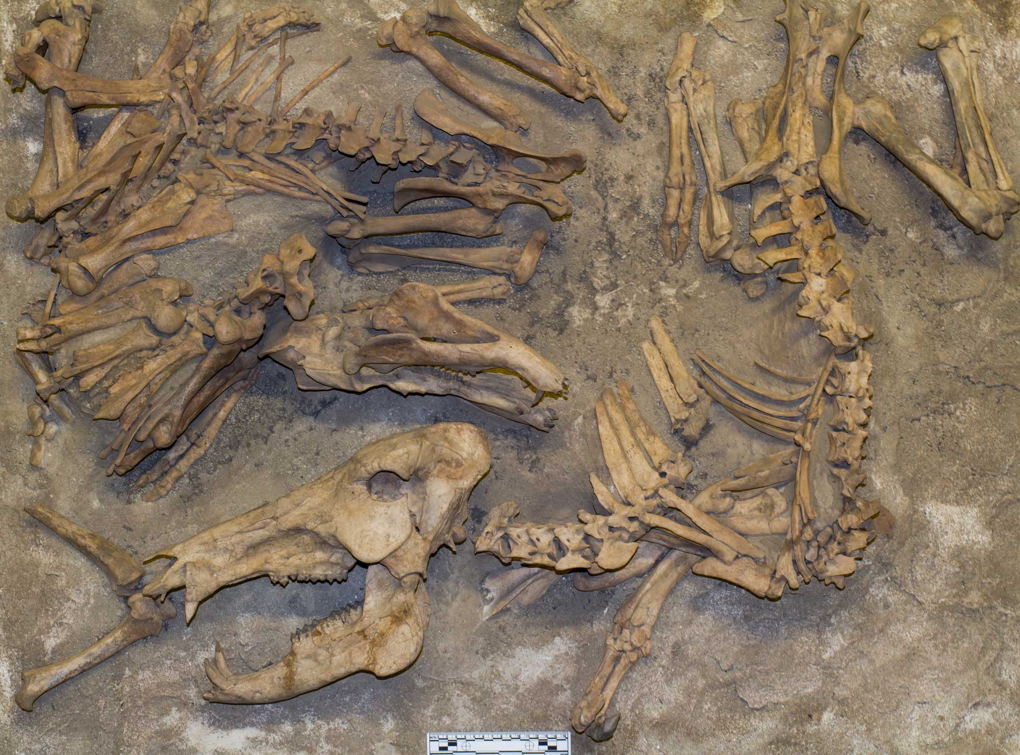 Photograph of bones of a peccary from the Pliocene Glenns Ferry Formation of Idaho. The photo shows a skull at lower left with open mouth and a jumble of other bones scattered around it. All are exposed on a brown rock slab. The bones are off-white to light brown in color.