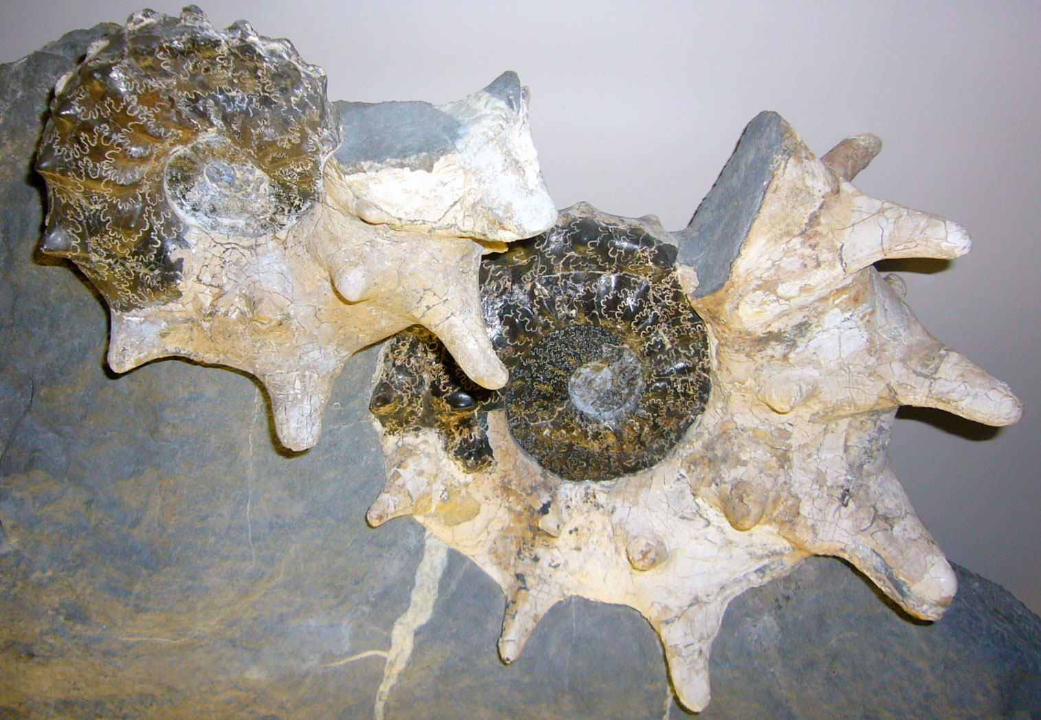 Photograph of two shells of the ammonoid Plesiacanthoceras wyomingense from the Cretaceous Cody Shale of Wyoming. The photo shows two shells, each spiraling in a single plane. The shells have large, think spines. The first whorls of each shell are brown and shiny with clear ammonoid sutures. The later whorls are dull beige to off-white, and the sutures cannot be seen.