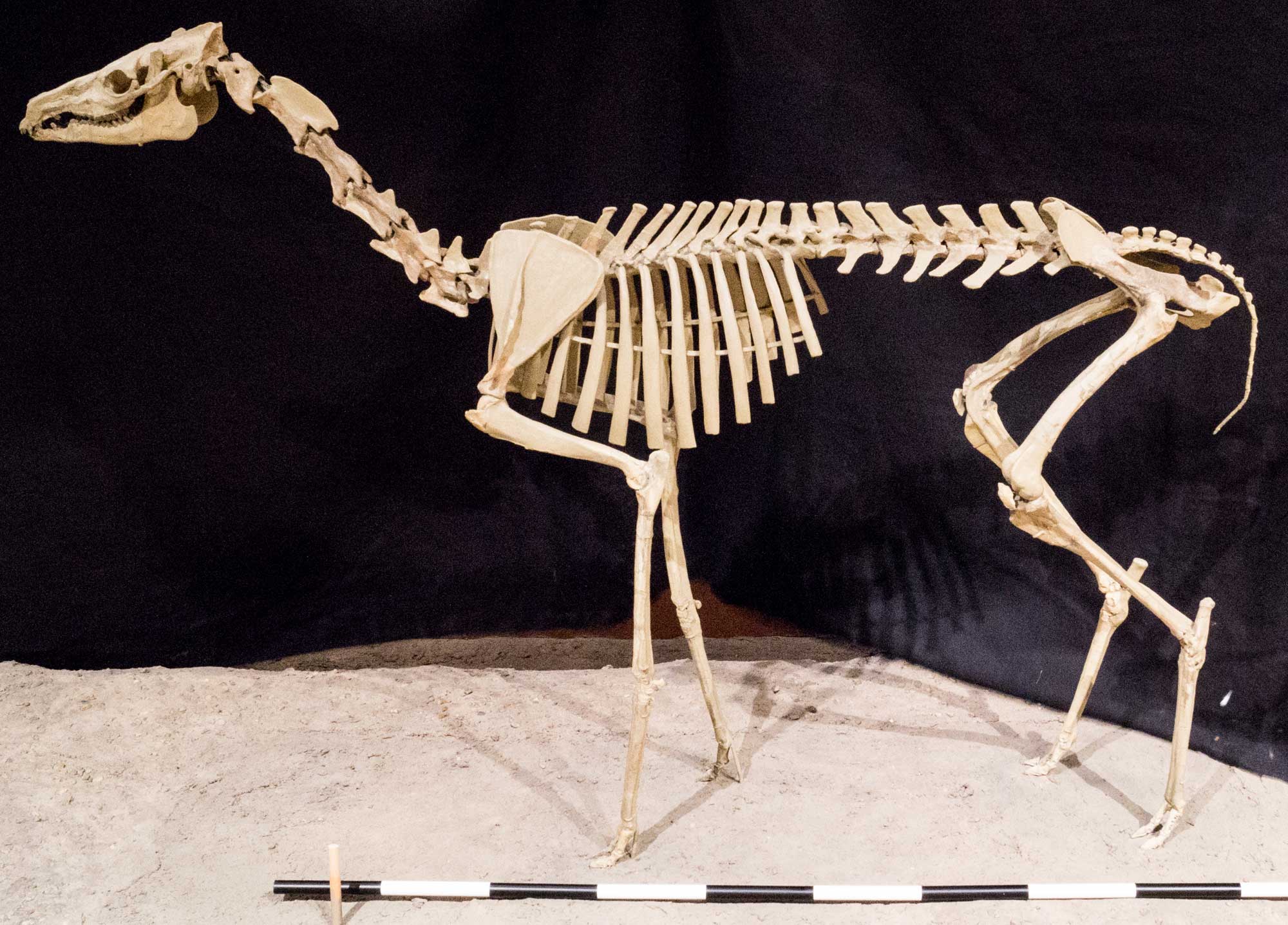 Photograph of a skeleton of an camel from the Oligocene White River Group of Nebraska. The photograph shows a mounted skeleton in side view, with head pointed left. The animal is standing on all four legs and has a short tail. Its neck is long and its head is also long but not tall. 