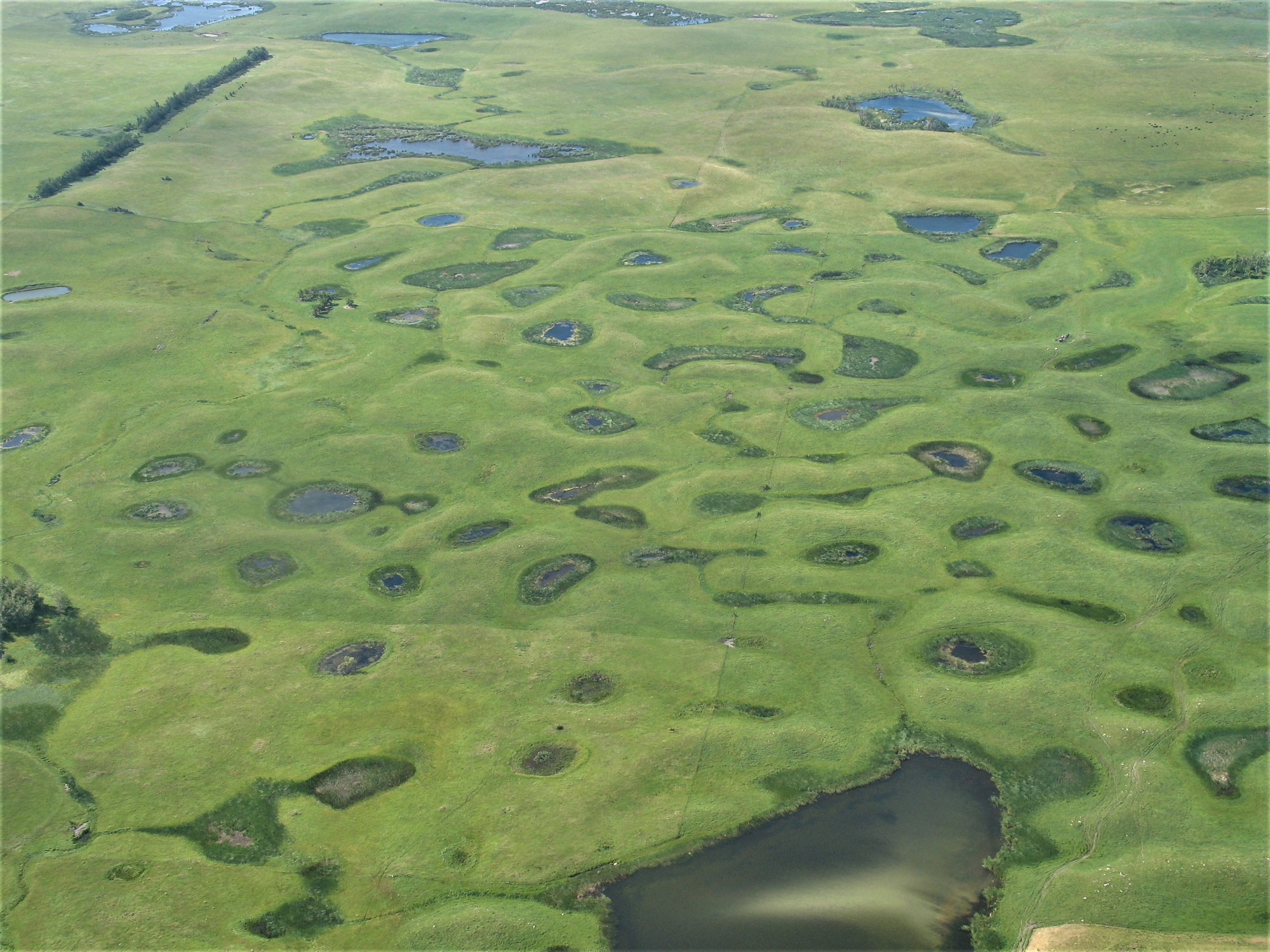 Aerial photograph of prairie potholes in South Dakota. The photo shows a gently rolling landscape covered with green vegetation with scattered lakes and ponds. Trees occur in very sparse clusters or lines.