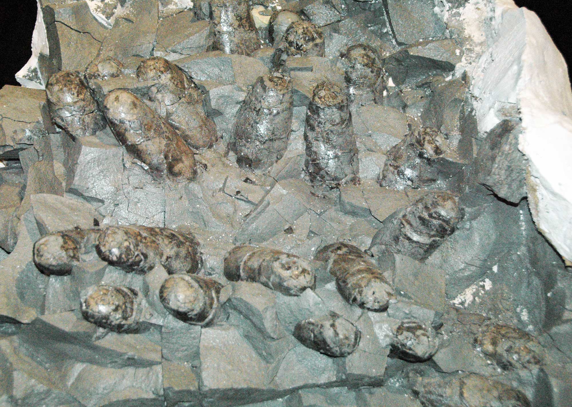 Photograph of Troodon eggs in rock matrix. The photo shows about twenty brown, oblong eggs preserved in gray matrix. Part of a white plaster cast can be seen near the upper left corner.