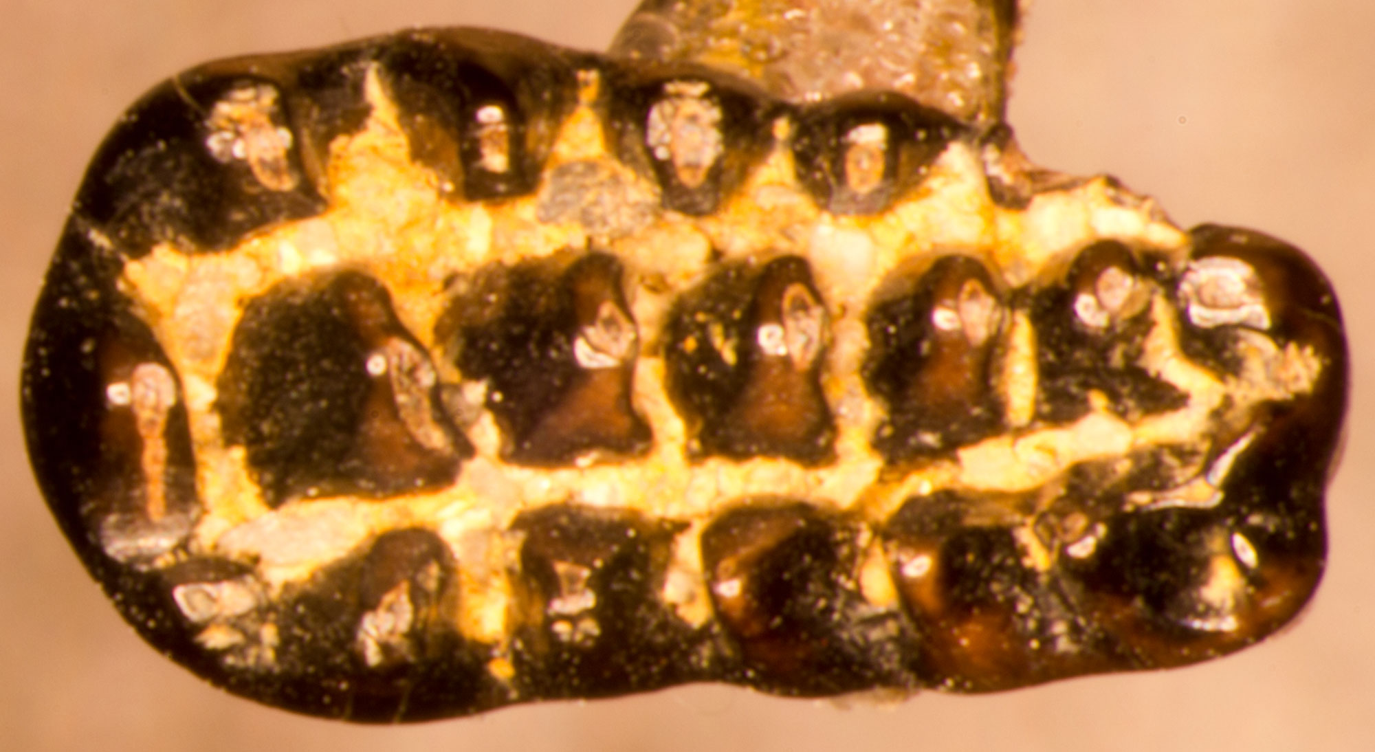 Photograph of the tooth of a multituberculate, a type of mammal, from the Jurassic Morrison Formation of Wyoming. The photo shows the biting surface (cusps) of an oblong tooth. The tooth has about five rows of cusps and is black in color. It appears to be mounted on a think strip of metal.
