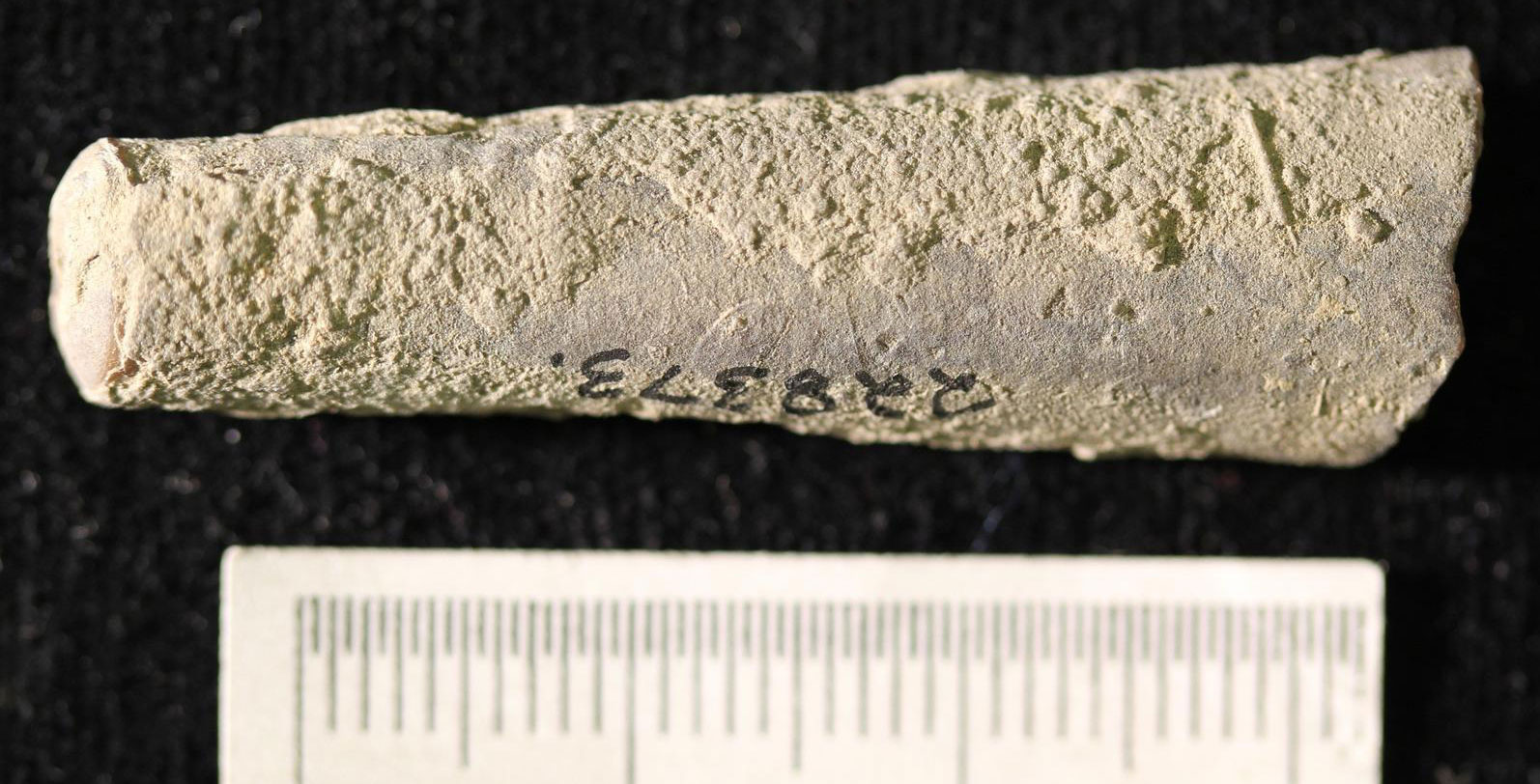 Photograph of the shell of a straight-shelled cephalopod from the Pennsylvanian French Creek Shale of Nebraska. The photo shows a slightly tapering shell, with the narrow end to the left. The color of the shell is dull beige.
