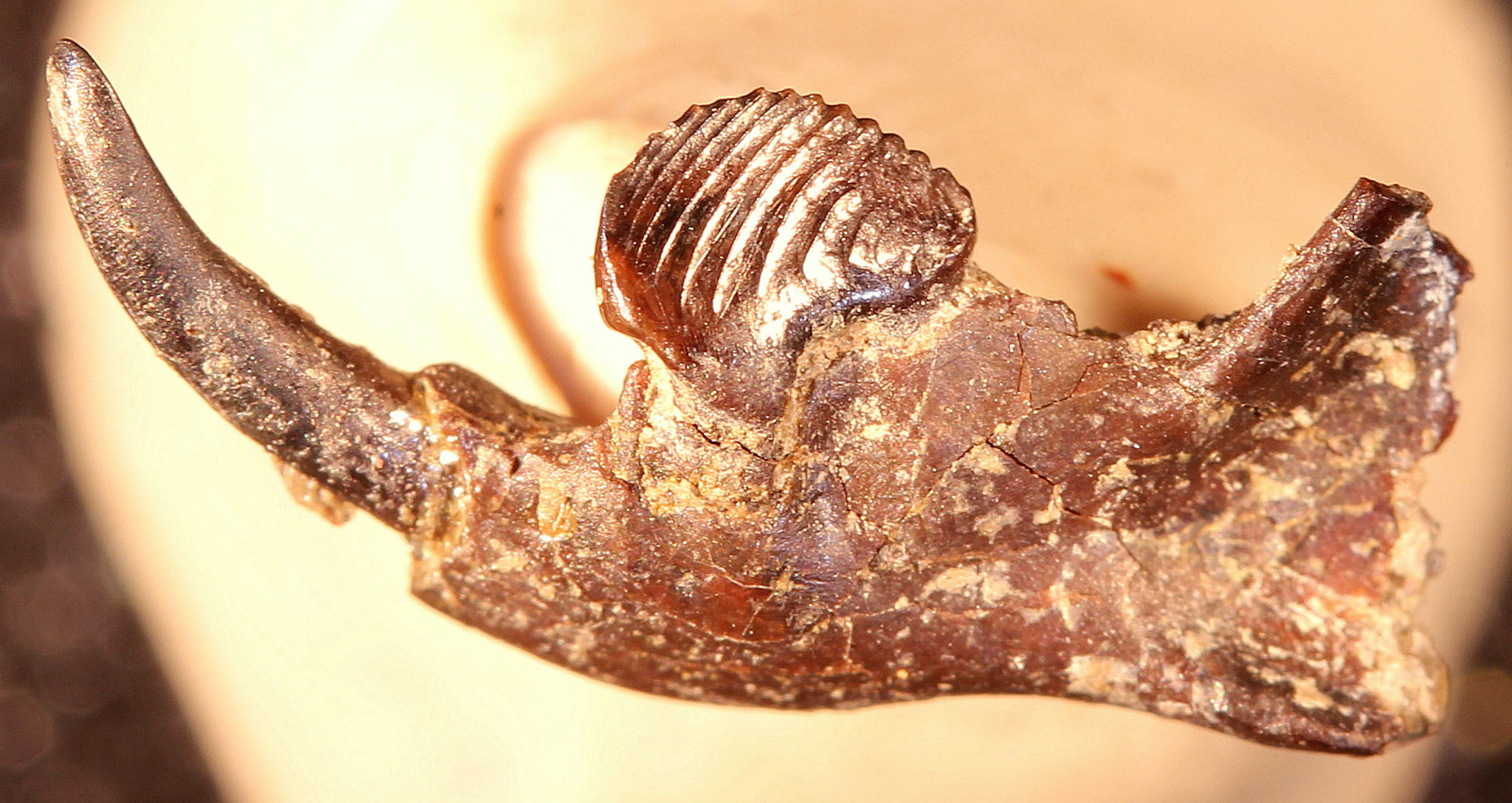Photograph of the lower jaw of a multituberculate mammal from the Paleocene Fort Union Formation of Montana. The photo shows the front portion of a small lower jaw that ends in an elongated, tooth. One tooth, possibly a molar, in the jaw has multiple parallel ridges on its biting surface.