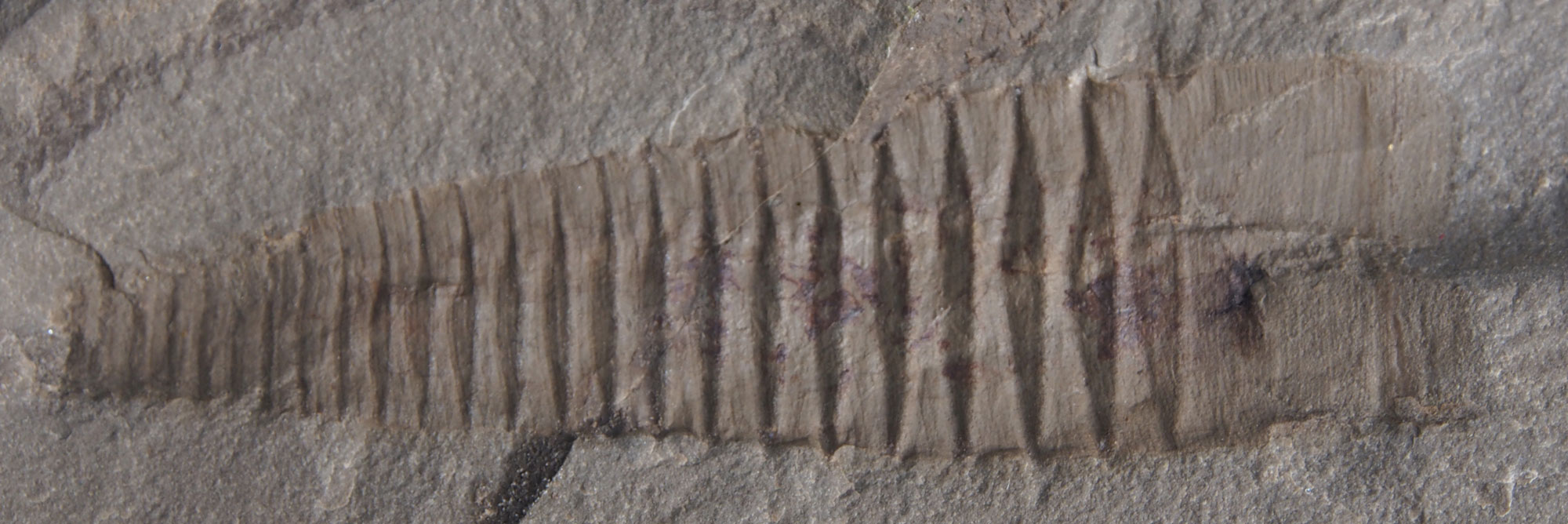 Photograph of a fossil cephalopod shell from the Mississippian Bear Gulch fauna of Montana. The photo shows an impression of a slightly tapering straight shell, with the widest end to the right. The shell has a regular series of stripes or lines running perpendicular to its long axis.