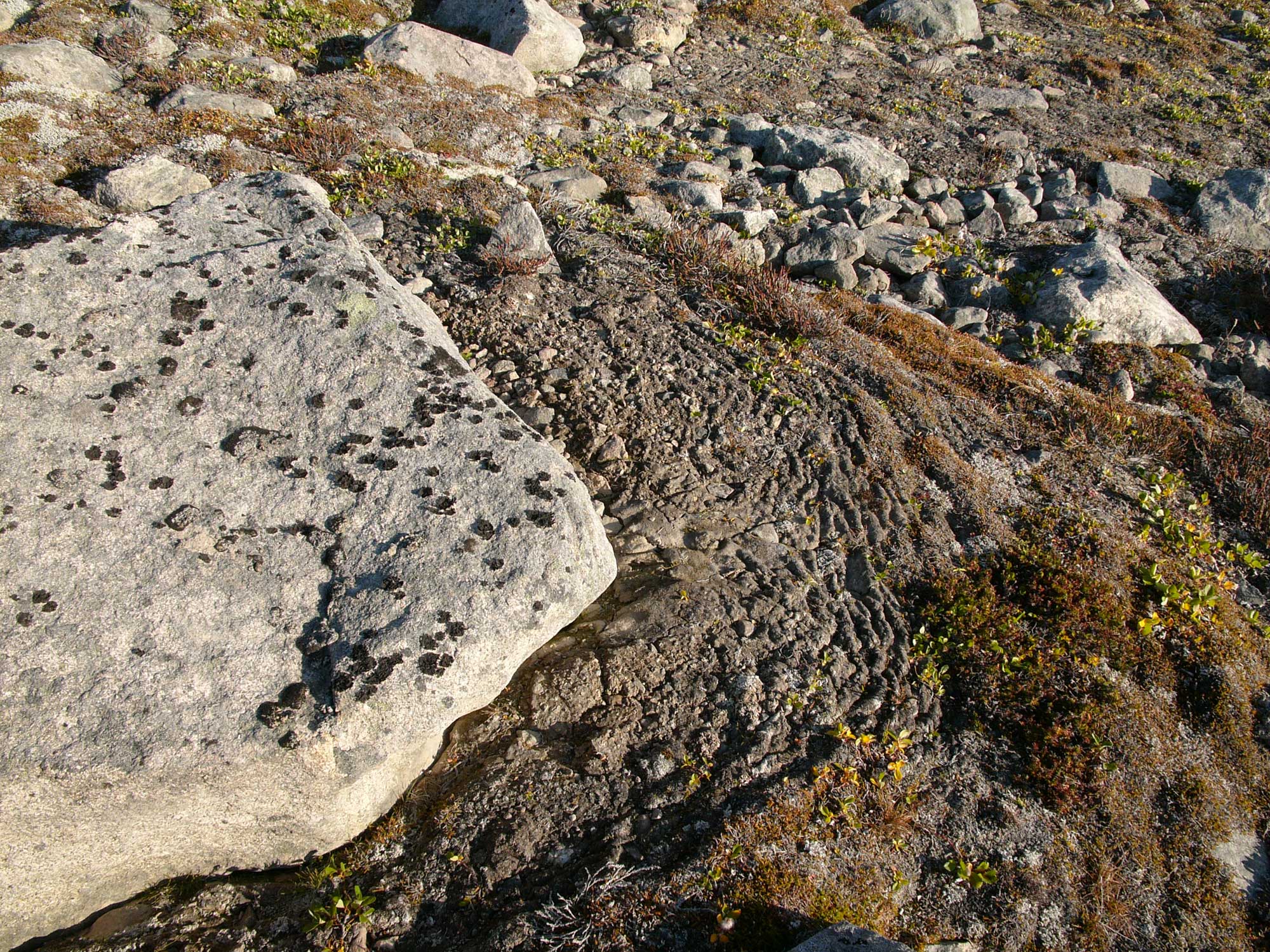 Photograph showing solifluction in Svalbard, Norway. The photo shows wrinkled ground that has apparently shifted due to solifluction.