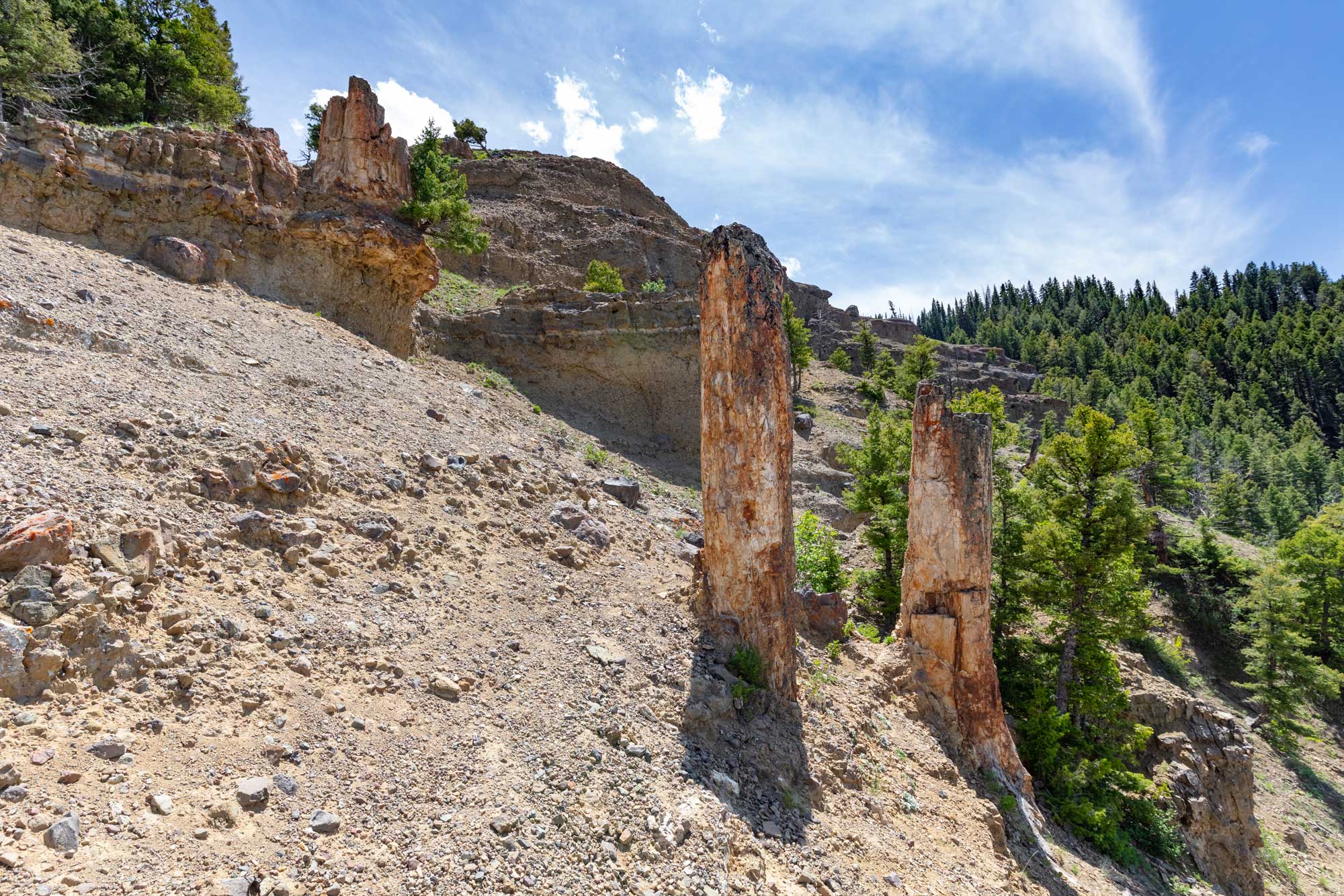 Photograph of upright tree stumps at Specimen Ridge, Yellowstone National Park, Wyoming. Th photo shows two tall petrified tree stumps on a slope. Above them, a third, shorter tree stump can be seen on a ledge. In the background, hill slopes are covered with living conifers.