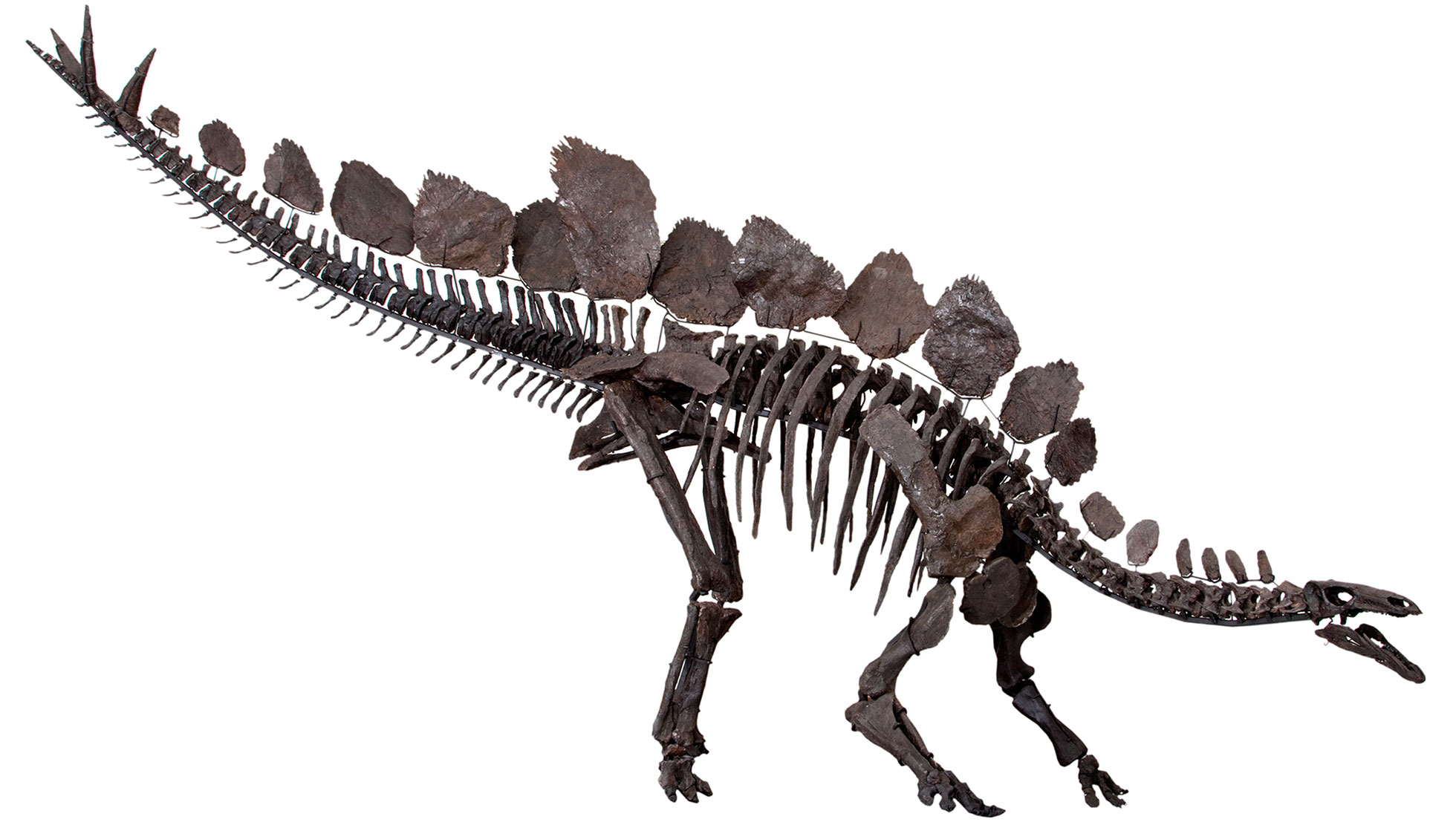 Photograph of a  mounted skeleton Stegosaurus stenops, a herbivorous dinosaur from the Morrison Formation of Wyoming. The a dinosaur skeleton standing on four legs, with the back legs longer than the front legs. The neck is slightly elongated, and the head is small. The back is armored with a series of large, bony plates that stand straight up in two parallel rows. The tail has large spikes (three can be seen) on its end. 