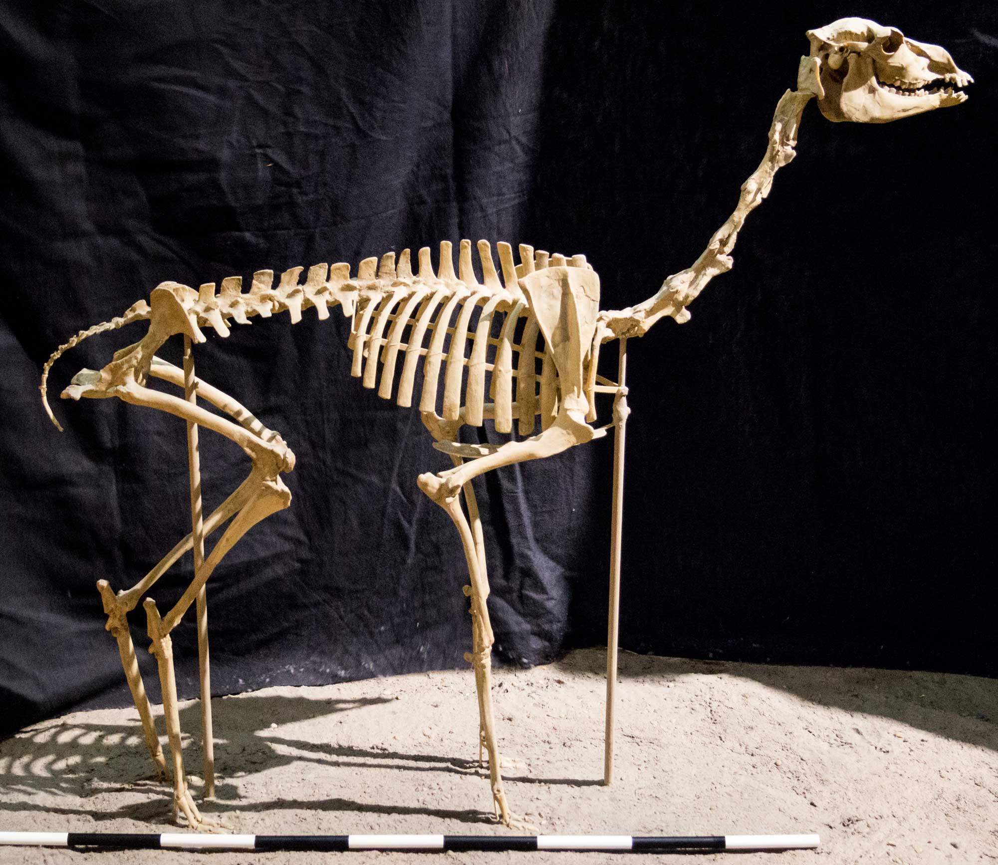 Photograph of the skeleton of a camel from the Miocene Harrison Formation of Nebraska on display in a museum. The photo shows a mammal stand on four long, think legs. It has a short tail and a long neck. The head is held upright and pointed toward the right. 