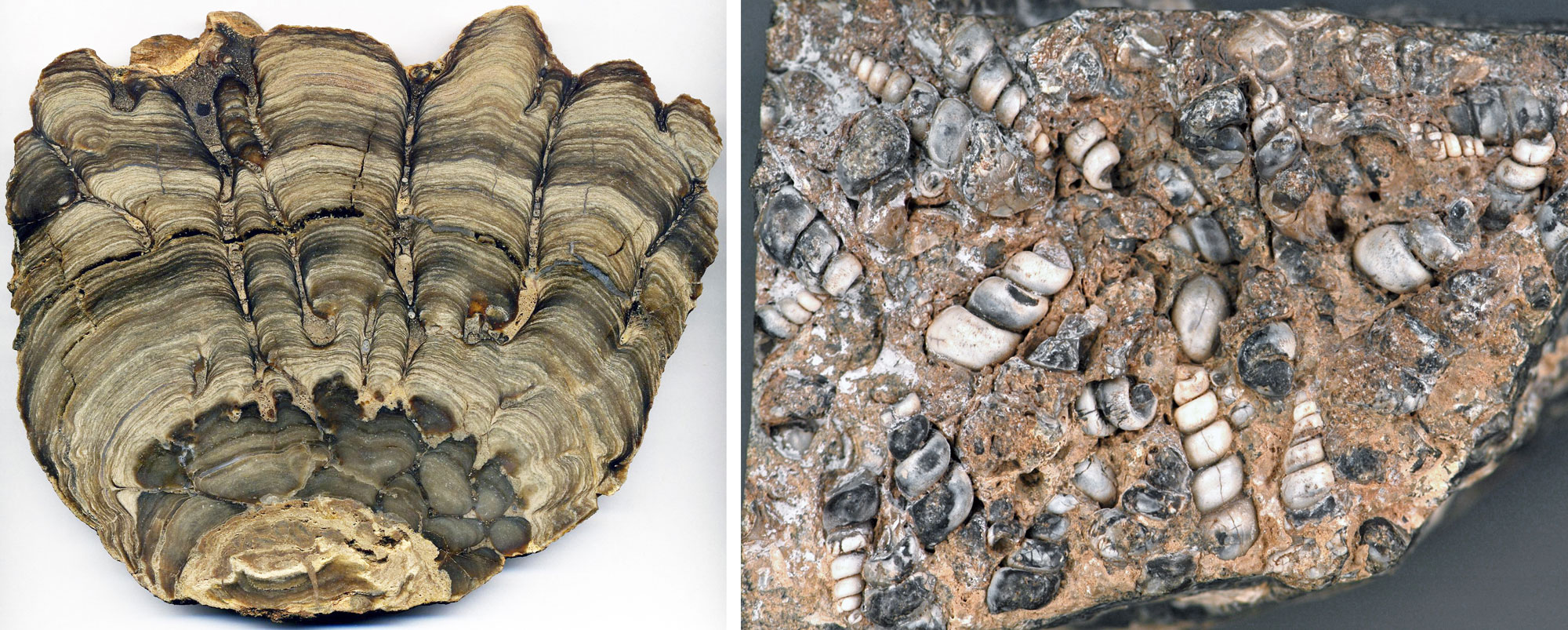 2-panel image of fossil from Eocene Lake Gosiute, Wyoming. Panel 1: Fossil stromatolite. This fossil is cut lengthwise to show the layers within. Layers range from beige to gray. The upper part of the specimen is undulate. Panel 2: So-called turritella agate, a type of chert preserving dense aggregations of high-spired snails. The photo shows snail shells that range from white to gray preserved in a beige-orange rock matrix.