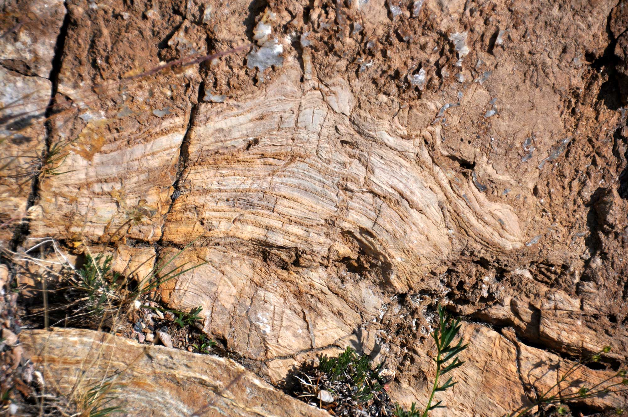 Photograph of stromatolites from Wyoming. Photo shows a slightly domed structure made up of thin, parallel layers exposed on the surface of a rock.