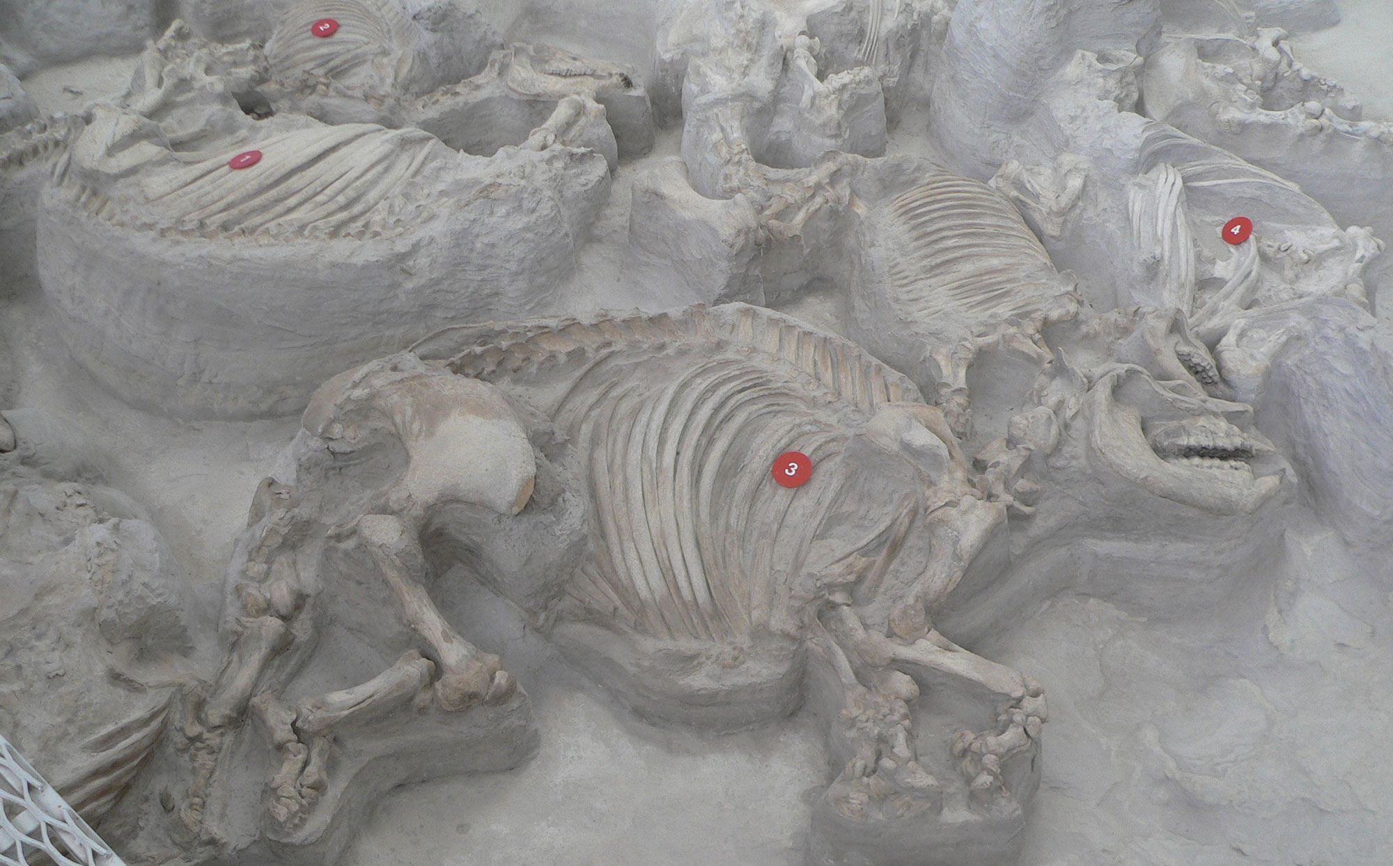 Photograph of a group of skeletons at Ashfall Fossil Beds State Park, Nebraska. The photo shows the articulated skeletons on rhinos laying scattered on the ground. The skeletons have been partially excavated so that they are exposed at the ground surface. They are preserved in a light gray rock. Each skeleton has been partially dug out of the rock, so it appears to be elevated on a pedestal.
