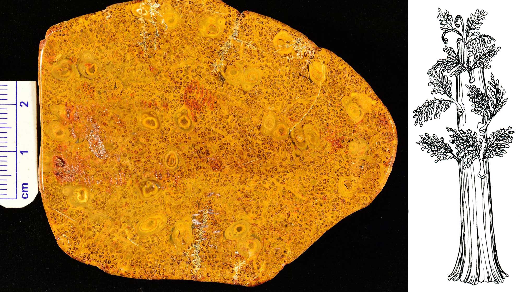 2-panel image of the tree fern Tempskya. Panel 1: Photograph of a cross section of a Cretaceous Tempskya stem from the Cretaceous of Wyoming. The photo shows a roughly oval stem section that is yellow-orange in color with smaller and larger circular structures. Scale bar is 2.5 centimeters. Panel 2: Drawing of a Tempskya as it may have looked in life. The drawing shows a plant with a thick trunk and a few compound leaves.