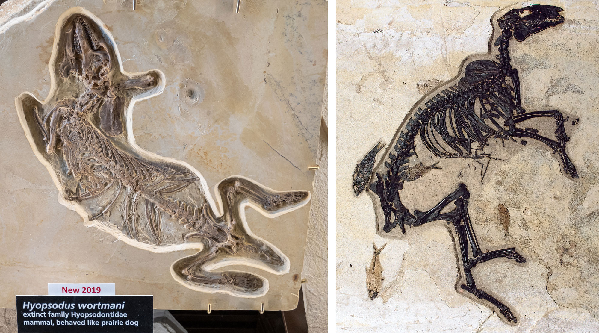 2-panel image of photographs of fossil land mammals from Eocene Fossil Lake, Wyoming. Panel 1: Relatively complete fossil skeleton of a condylarth preserved in a slab of beige rock. The animal is on its back with its legs splayed out. Its tail is short. Panel 2: Nearly complete skeleton of an ancient fossil horse preserved in a slab of beige rock. The horse is preserved on its side with most bones apparently in life position. Five fossil fish are preserved near the skeleton.