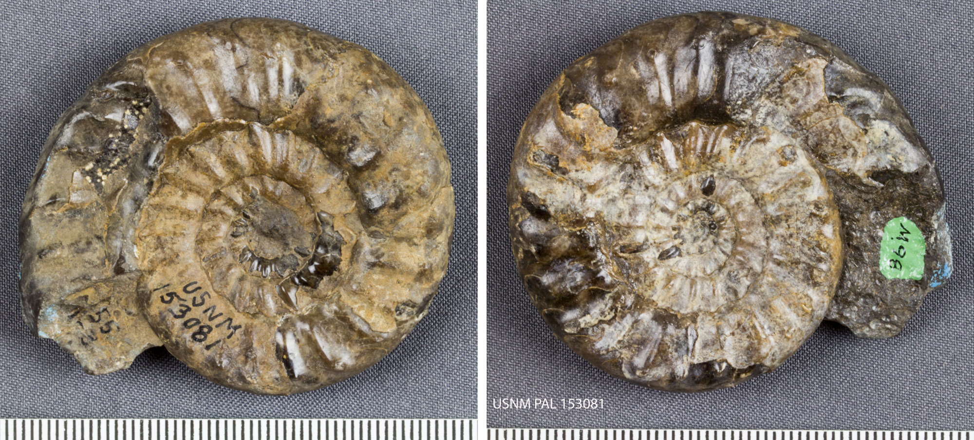 2-Panel figure showing photographs of an ammonoid shell from the Triassic Thaynes Formation of Idaho. The photos show both sides an single ammonoid shells from the side. The shell spirals in a single plane and has regularly spaced ridges.
