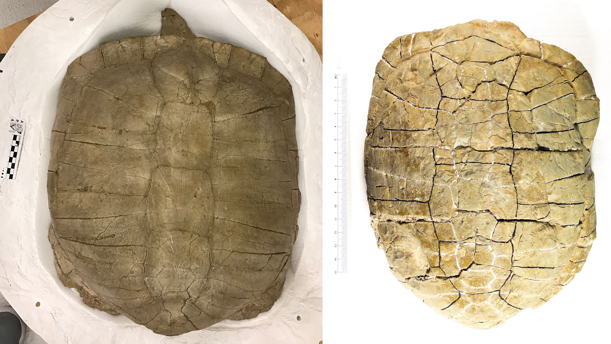 Two-panel image showing photos of fossil turtle shells from the Oligocene White River Group. The figure shows two shells from the back with the head end pointed up and the tail end down. Each is made up of a series of bony plates and is roughly oblong in shape. 