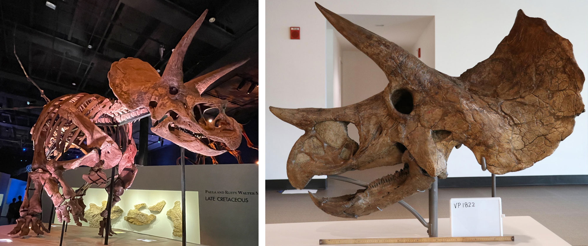 2-panel figure made up of photographs of Triceratops specimens. Panel 1: A Triceratops horridus skeleton on display in a museum. The animal is on four legs, with a thick body and extended tail. The head has three horns, two long horns above the eyes, one shorter horn on the nose. A frill extends up and back from the rear of the skull. Panel 2: Side view of a Triceratops prorsus skull. The skull has three horns, two long horns above the eyes, one shorter horn on the nose. A frill extends up and back from the rear of the skull. The front of the mouth looks beak-like.
