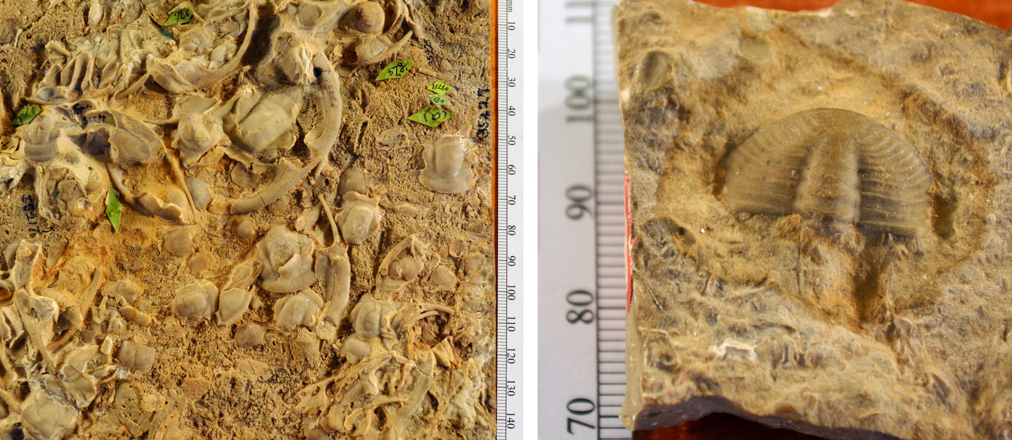 Two-panel image showing photographs of trilobites from the Cambrian of Yellowstone National Park. Panel 1: Photo of a rock with "trilobite hash," in other words a mixture of trilobite fragments scattered on the surface. Panel 2: Photo of a trilobite pygidium preserved on the surface of a rock. 