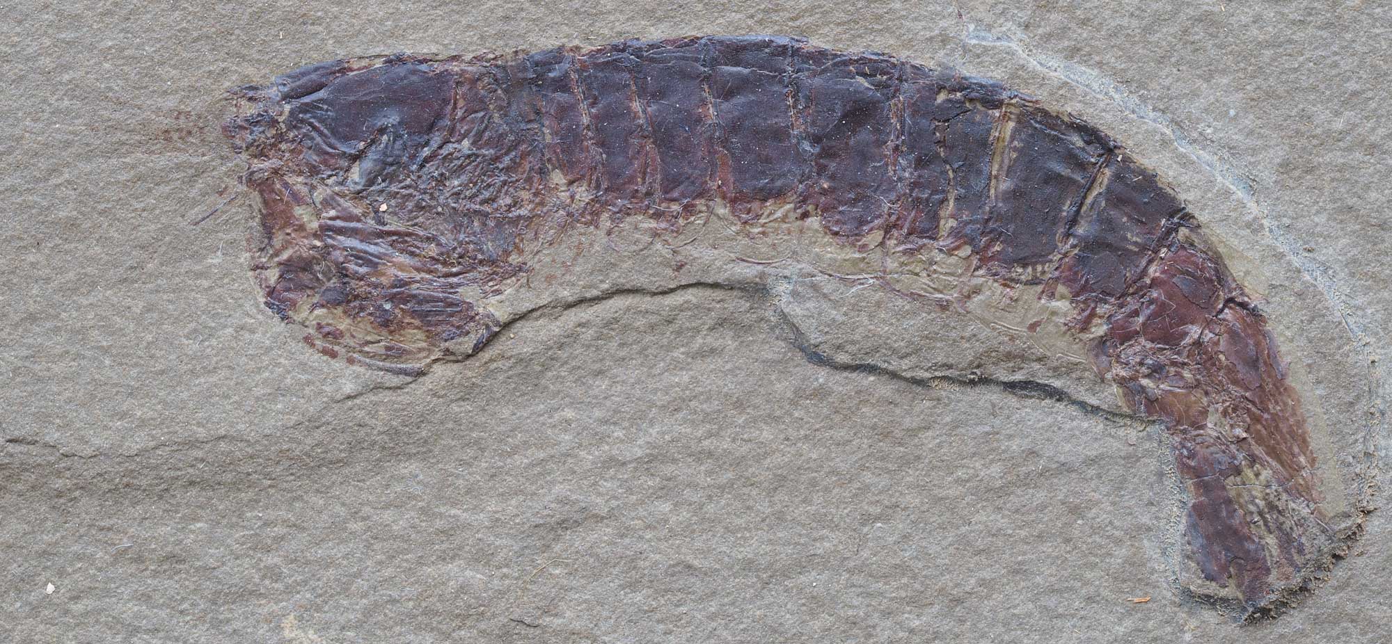 Photograph of a fossil mantis shrimp from the Mississippian Bear Gulch fauna of Montana. The photo shows a gray-brown rock with a compression of a mantis shrimp preserved in side view. The head of the shrimp is pointed to the left, and its front legs are folded beneath its body.