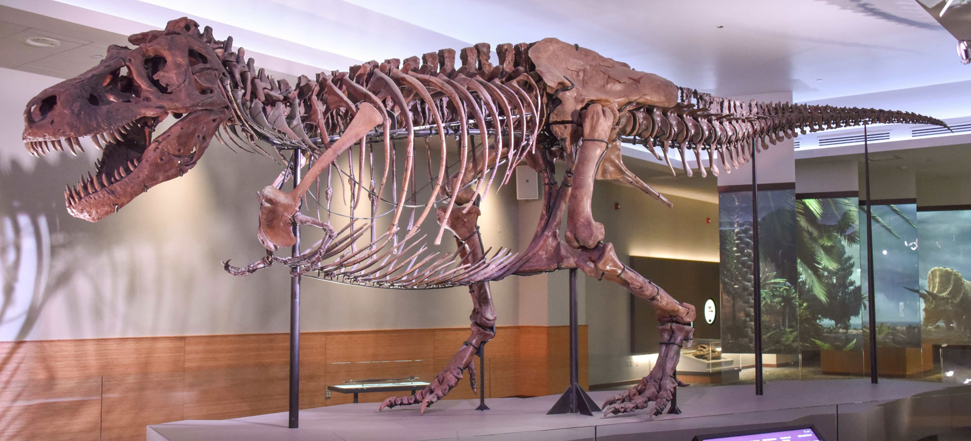 Photograph of a mounted Tyrannosaurus rex specimen called "Sue" on display at the Field Museum in Chicago. Tyrannosaurus is a carnivorous dinosaur with a large skull and large, slightly curved, pointed teeth; it is bipedal, with powerful hind legs and relatively puny arms. The tail is long and held up off the ground. The photo is taken from the side of the skeleton, showing its full length. The skeleton is mounted in a striding position.