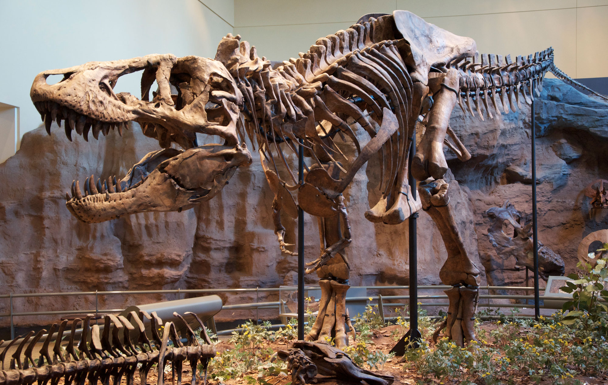 Photograph of a mounted Tyrannosaurus rex specimen on display at the Carnegie Museum in Pittsburgh. Tyrannosaurus is a carnivorous dinosaur with a large skull and large, slightly curved, pointed teeth; it is bipedal, with powerful hind legs and relatively puny arms. The tail is long and held up off the ground. The photo is taken from the front-side of the skeleton, showing a good side view of the large skull. The skeleton is mounted in a standing position.