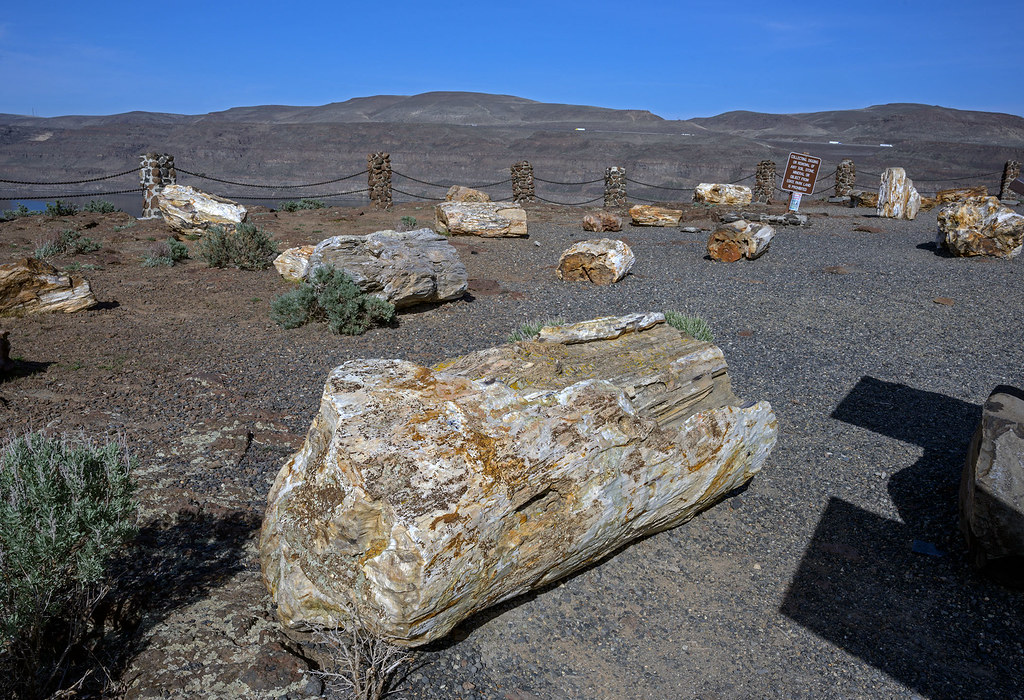 Photograph of petrified logs at Ginkgo Petrified Forest in Washington.