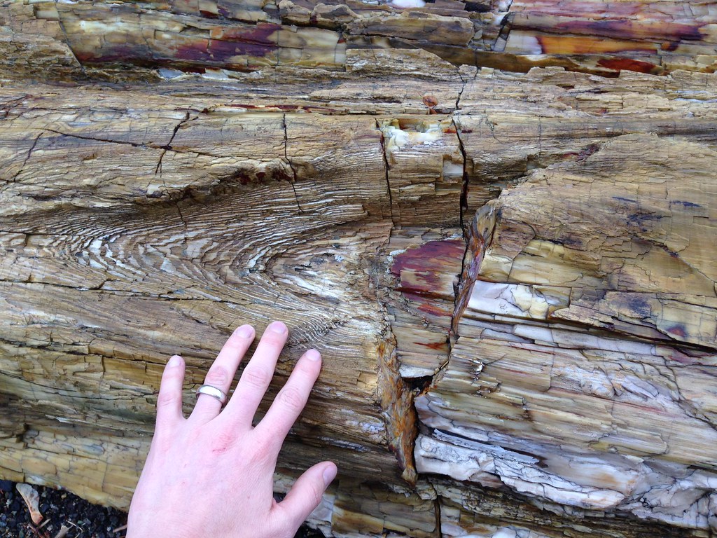 Photograph of petrified wood at Ginkgo Petrified Forest in Washington.