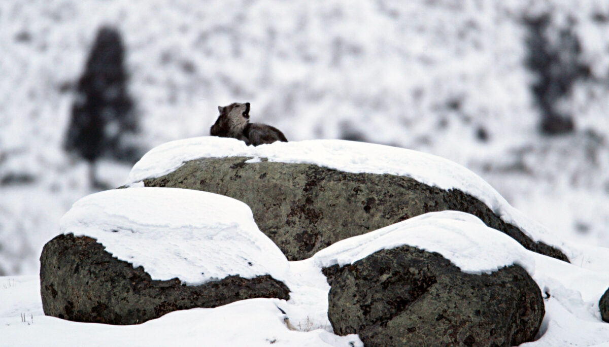 Photograph of a wolf howling as it lays on a large boulder that has two smaller boulders in front of it. All three boulders are capped with snow.