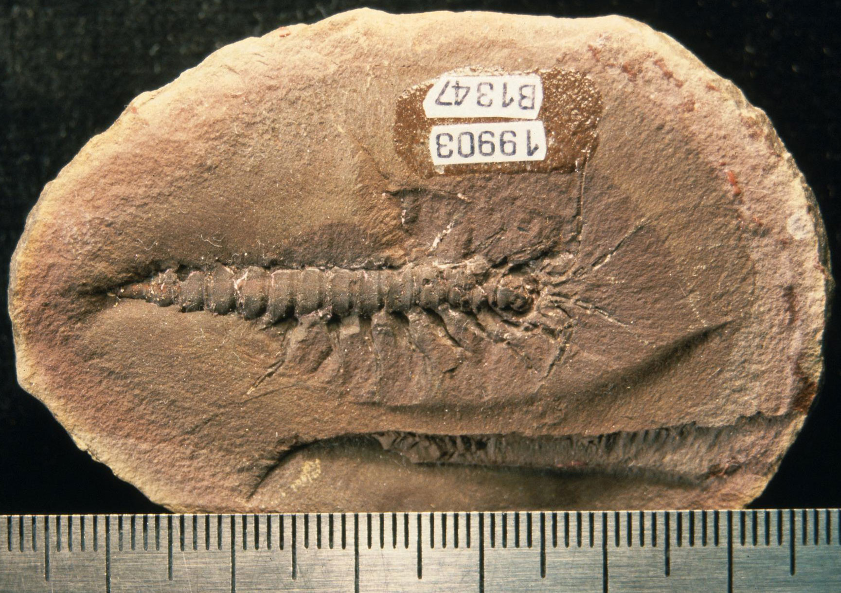 Photograph of a Mazon Creek nodule split in half to reveal the impression of a fossil crustacean on one surface. The animal has an elongated body made up of multiple segments. It has multiple long legs and antennae emerging from its head. The overall length of the animal is more than 4 centimeters.