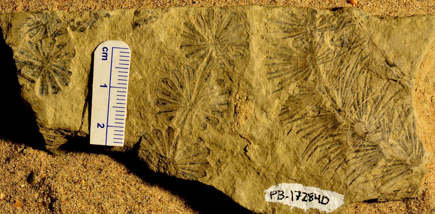 Photograph of foliage leaves of an ancient sphenophyte tree from the Pennsylvanian of Ohio. The photo shows compressions of three slender branches preserved on a piece of light brown rock. Two branches have whorls of leaves with an elongated obovate shape. One branch shows whorls of leaves that are needle-like in appearance. In all cases, the leaf whorls are widely and regularly spaced.