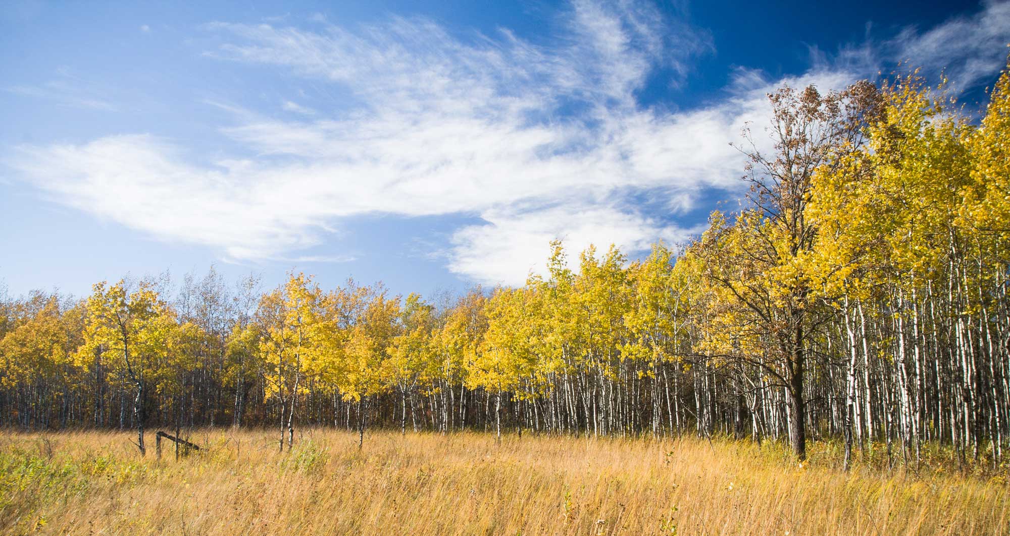Photograph of aspen parklands in the Caribou Wildlife Management Area of Minnesota. The photo shows a stand of aspen trees that have white bark on their trunks and yellow leaves flanking the edge of a field of yellow grass. The sky is blue with wispy clouds.