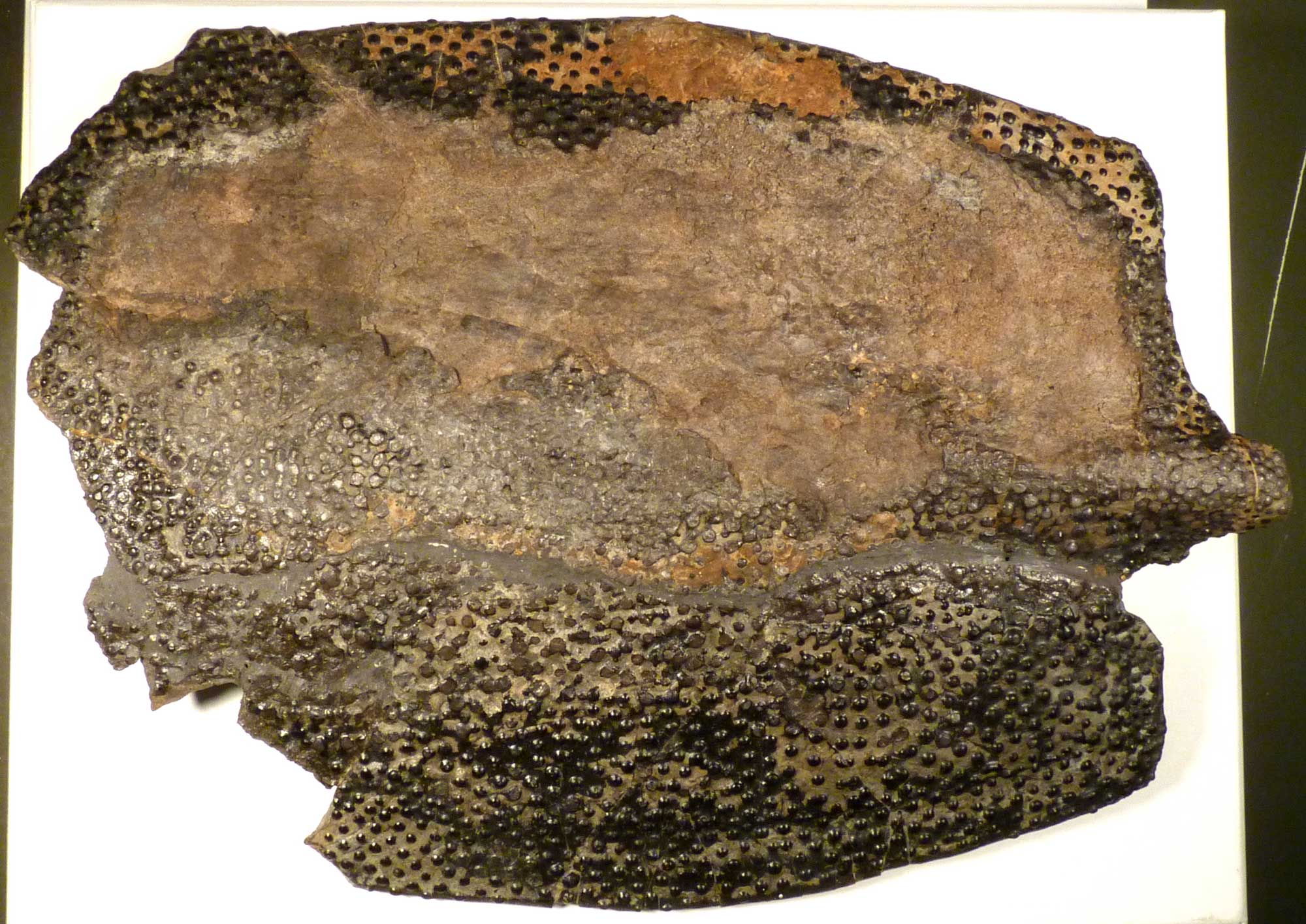 Photograph of a dermal bone from a placoderm fish from the Devonian of Ohio. The photo shows a roughly rectangular bone that is broken at the left end. The bone is dark brown in color and its surface is pebbly.