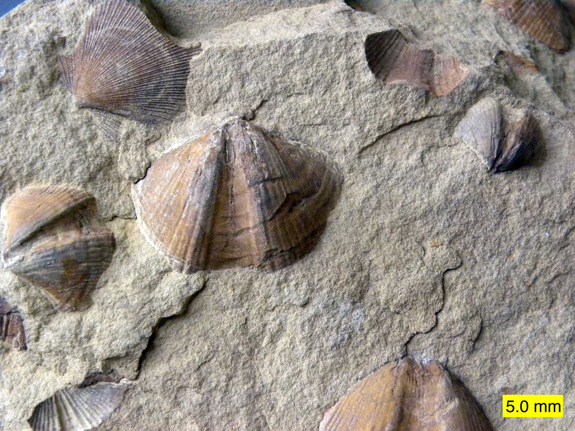 Photograph of brachiopods and bivalves preserved in the surface of a rock from the Carboniferous of Ohio. 