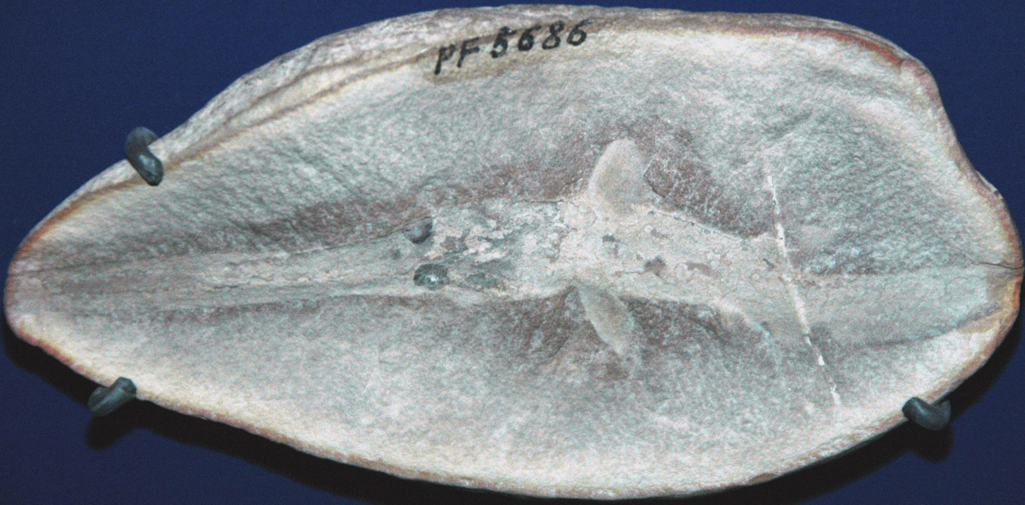 Photograph of a Mazon Creek nodule split in half to reveal the impression of a shark on one surface. The rock is grayish-white in color. The shark as a elongated snout and short pectoral fins. Two large eyes can be seen behind the snout.