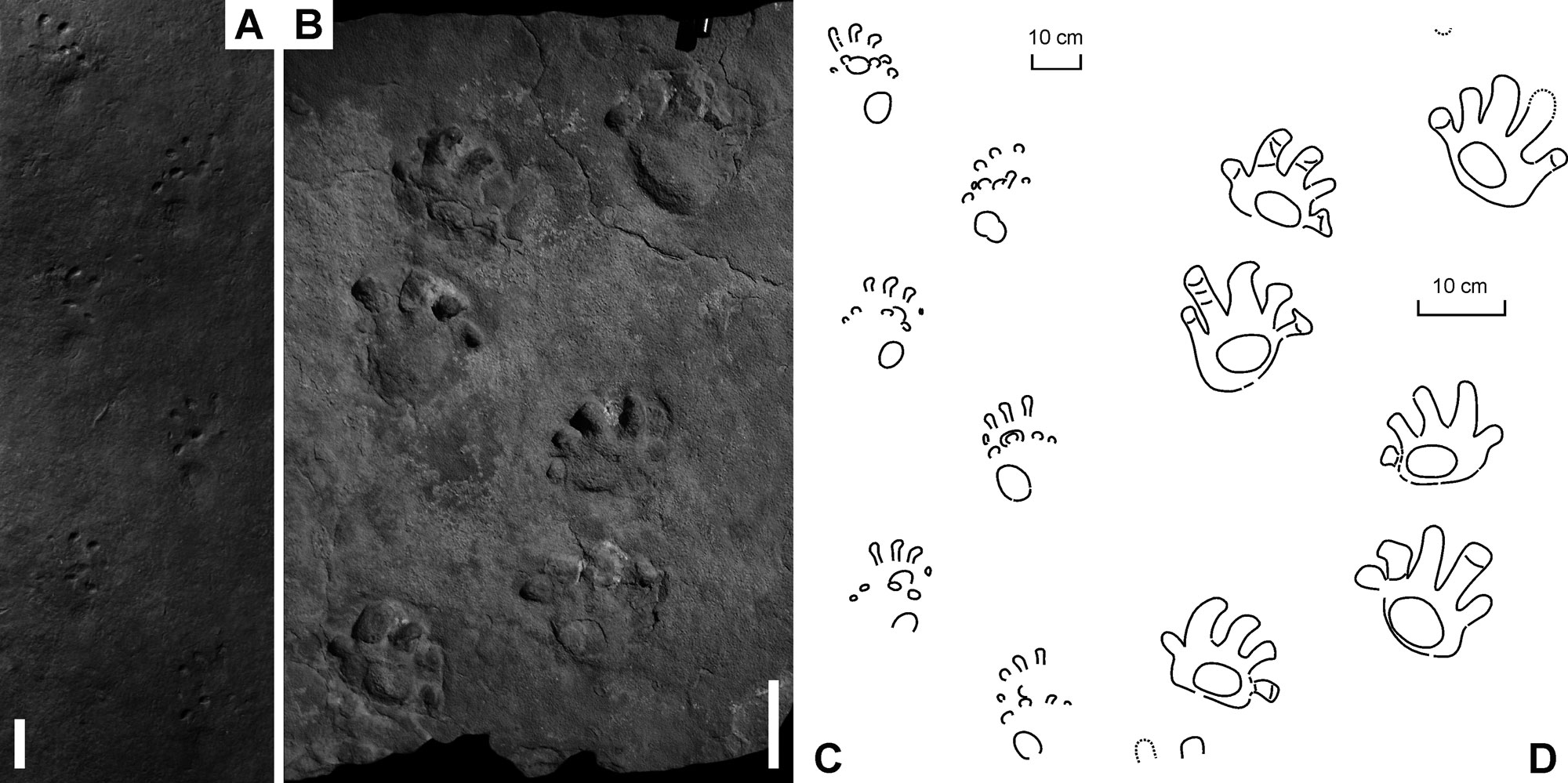 Figure from a paper showing vertebrate trackways from the Carboniferous of Ohio. At left, black and white photos show two trackways made up of multiple footprints in roughly two parallel lines. At right, there are line drawings of the same trackways.