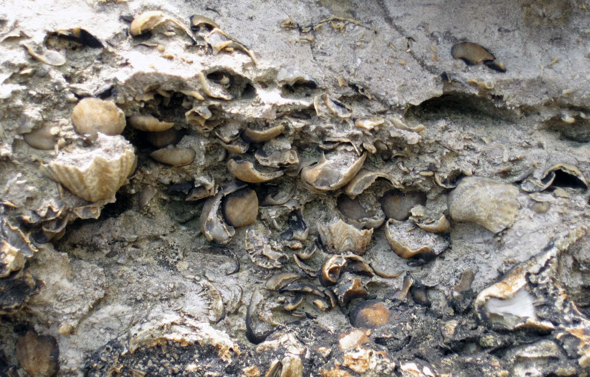 Photograph of an aggregation of brachiopods preserved in place in gray limestone, Devonian of Indiana.