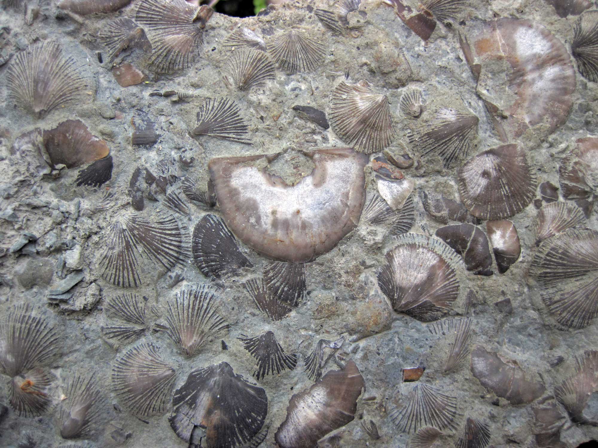 Photograph of brachiopods from the Ordovician of Oho. The photograph shows a dense aggregation of brachiopods preserved on the surface of a gray rock. Some have radiating ridges and some are relatively smooth.
