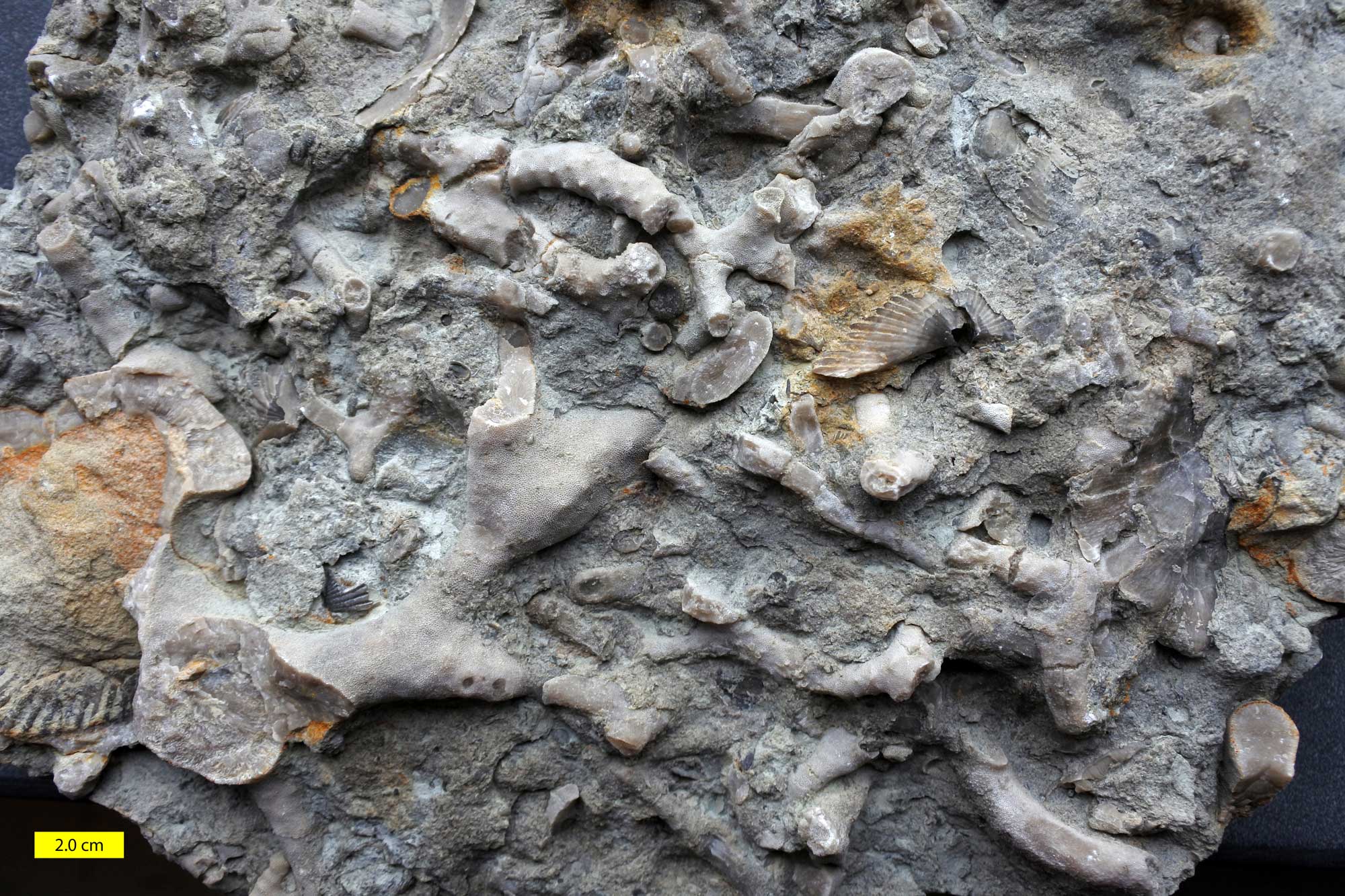 Photograph of bryozoans from the Ordovician of Indiana. The photo shows branching bryozoans preserved in a gray rock matrix. Some bits of branchiopod shell can be seen around the bryozoans.